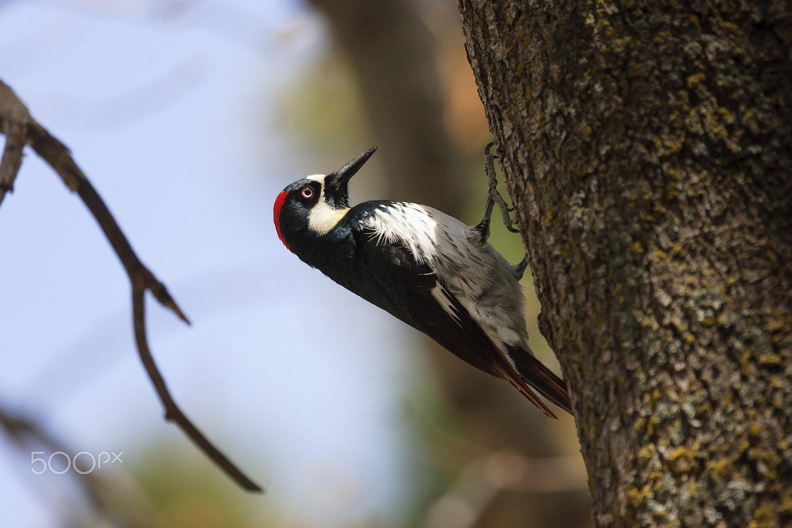 Canon EOS-1D Mark II sample photo. Acorn woodpecker photography