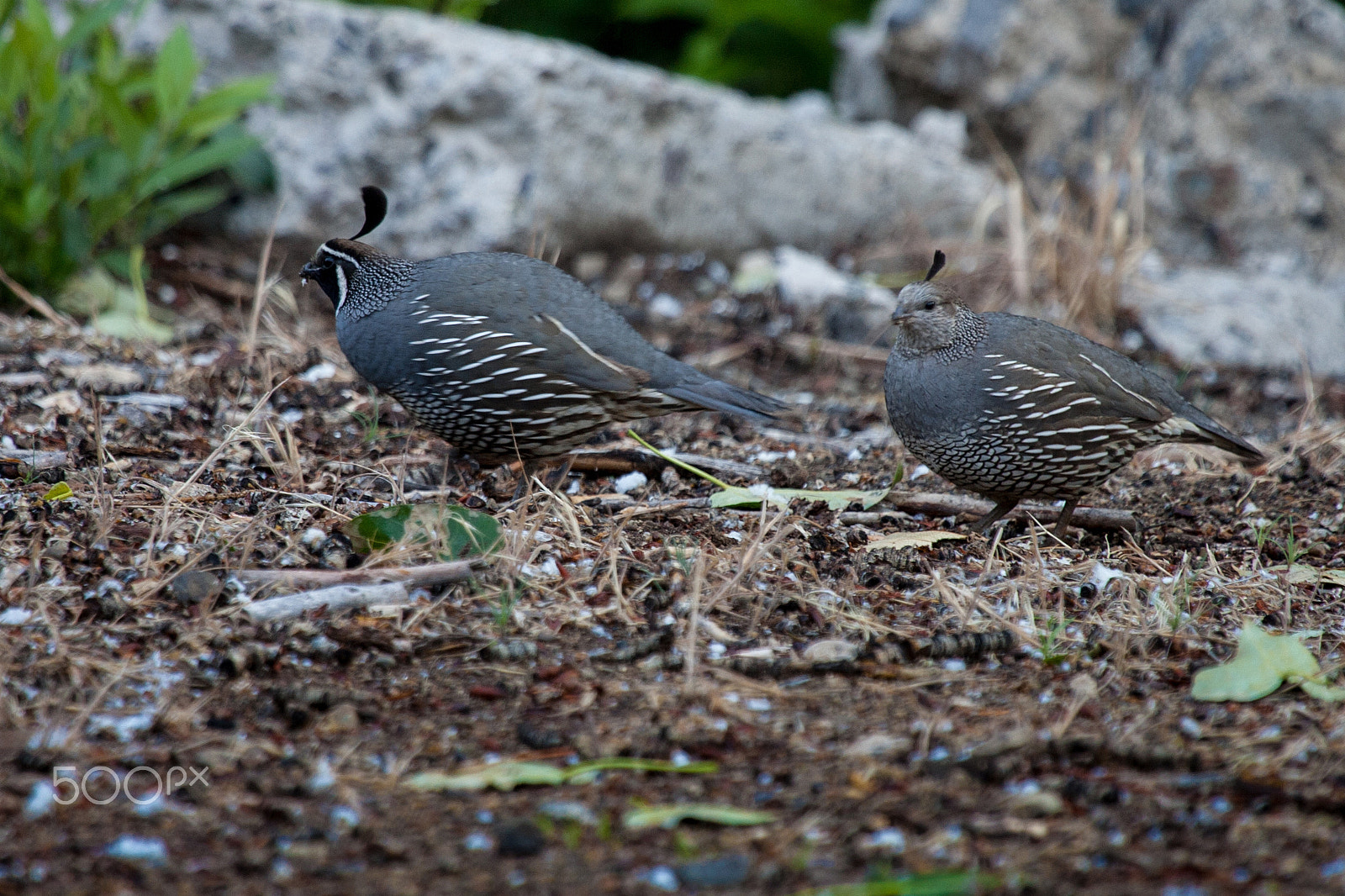 Canon EOS-1D Mark II sample photo. 9587.jpg photography