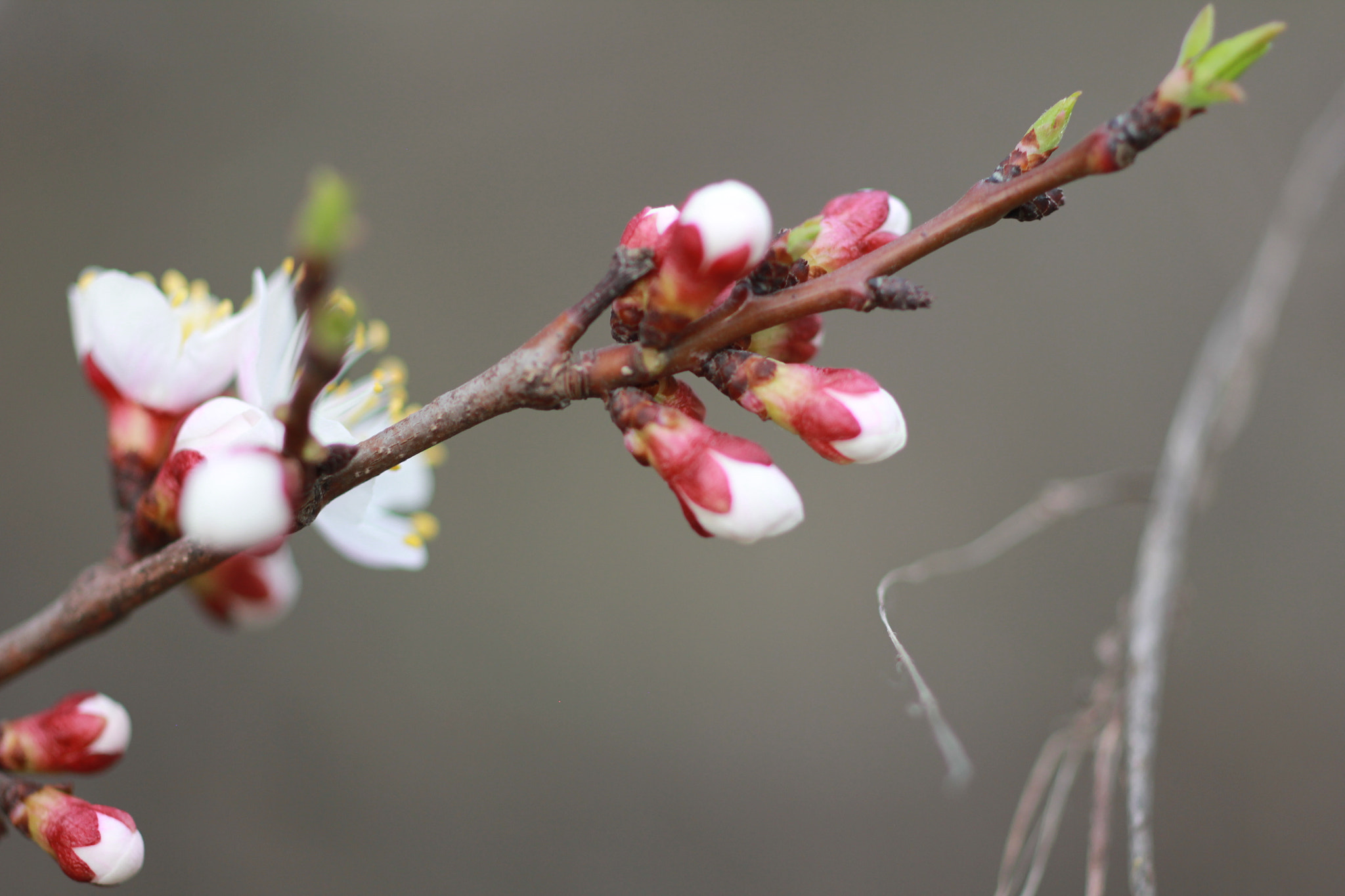 ZEISS Makro-Planar T* 50mm F2 sample photo