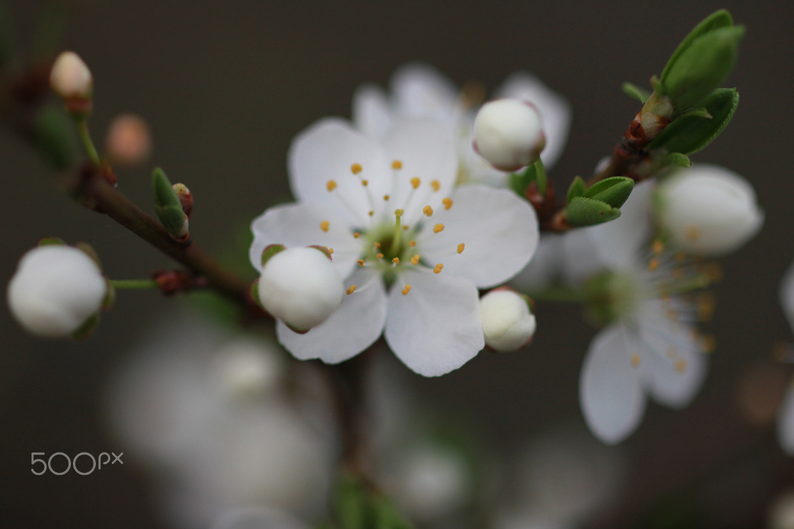 ZEISS Makro-Planar T* 50mm F2 sample photo. Flower photography