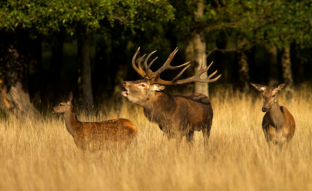 Canon EF 300mm F2.8L IS USM sample photo. So who's the head of the family photography