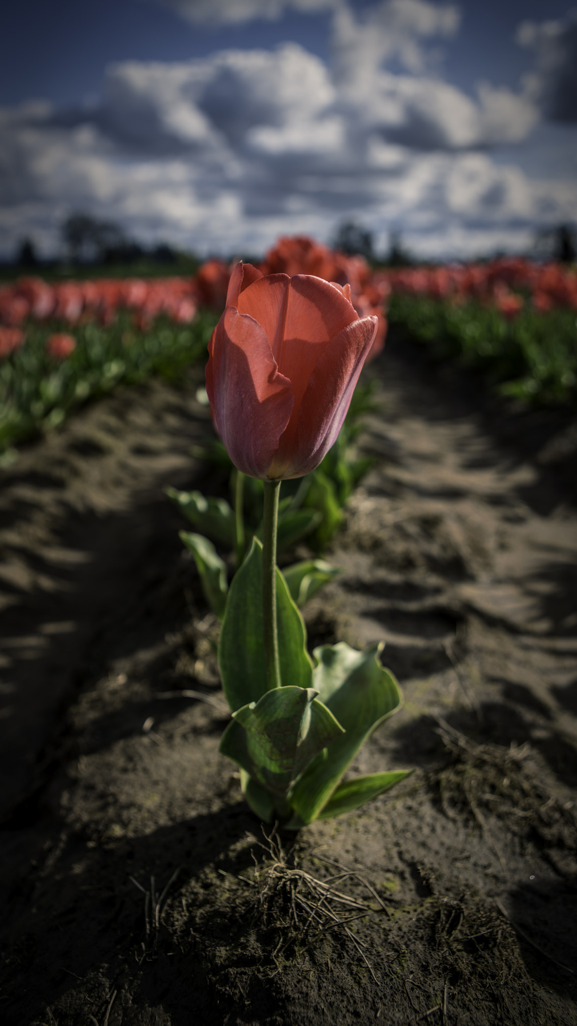 Sony a7R II + Canon EF 24-70mm F2.8L USM sample photo. Pink it's my new obsession photography