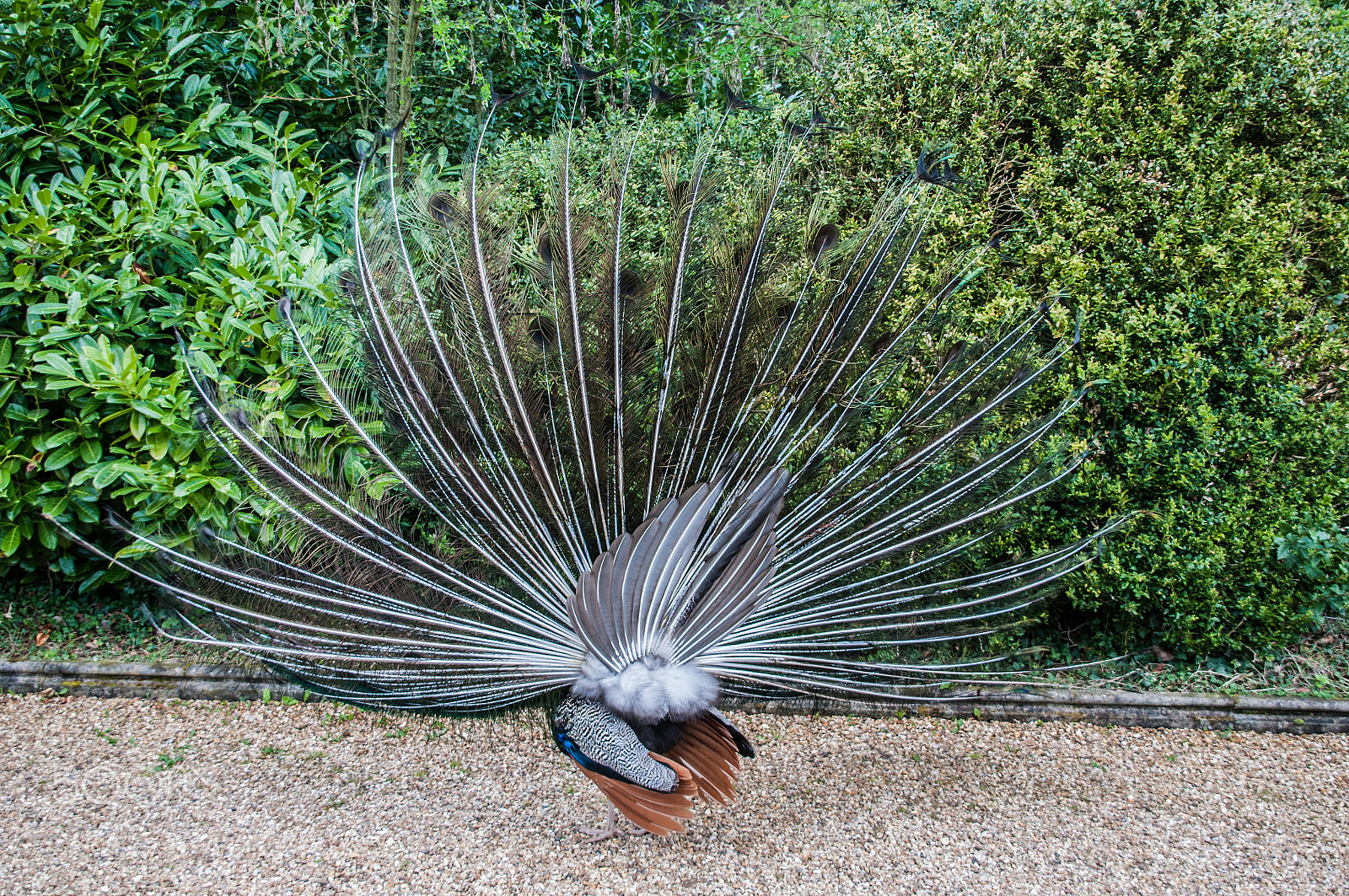 Nikon D300 + Sigma 18-200mm F3.5-6.3 DC sample photo. Not quite the desired result! photography