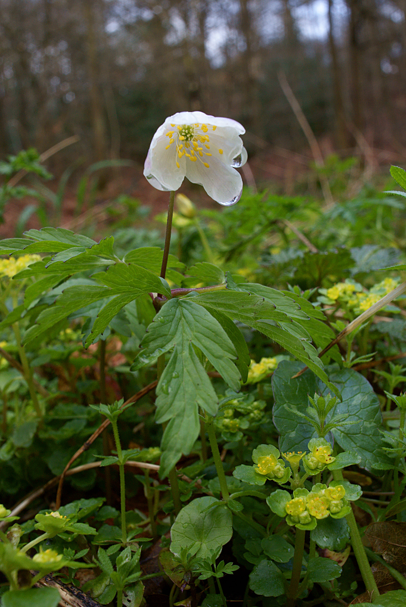 Sony Alpha DSLR-A200 + Minolta AF 24mm F2.8 sample photo. White flower photography