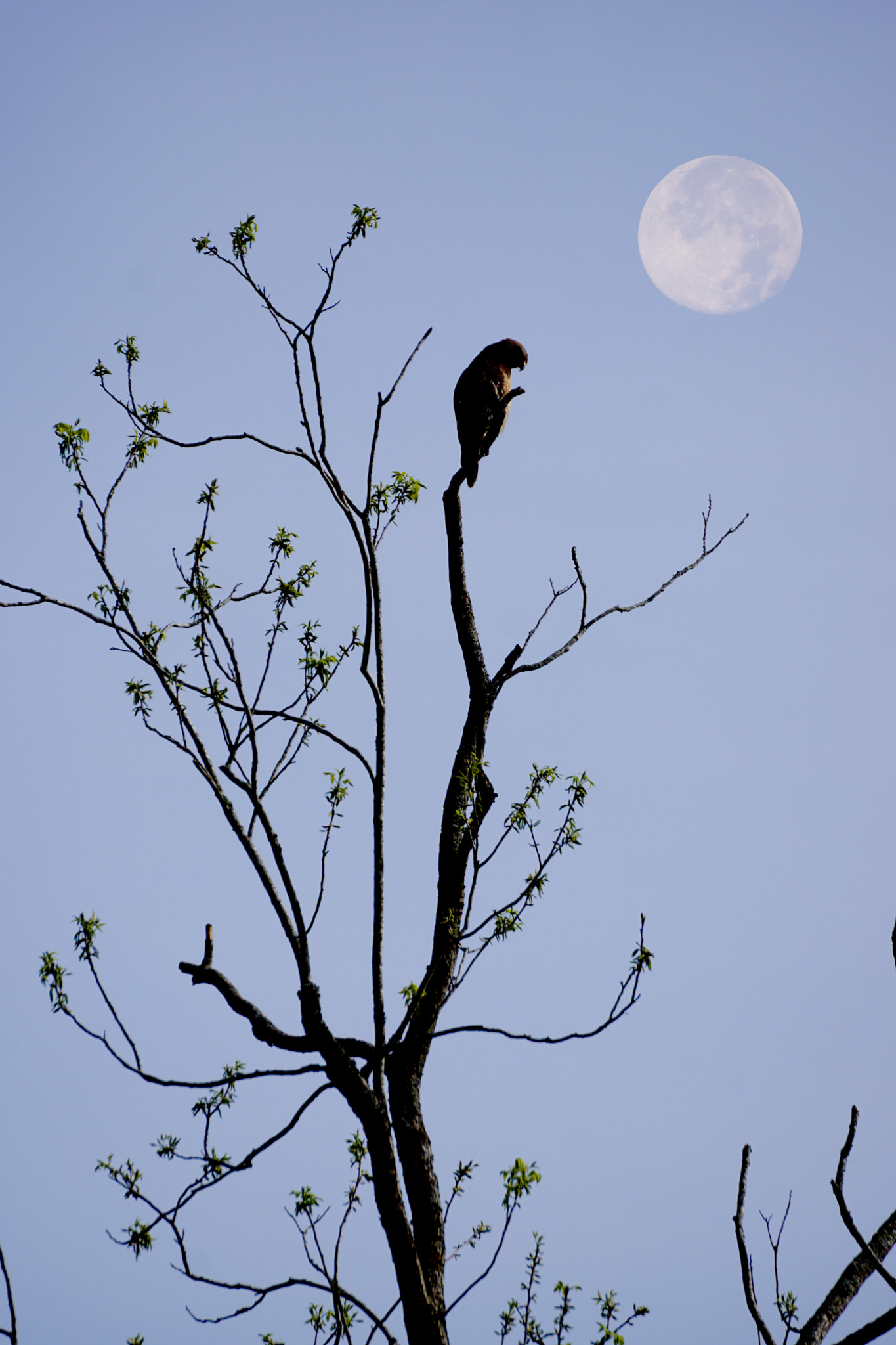 Tamron SP 70-300mm F4-5.6 Di USD sample photo. Hawk-eye photography