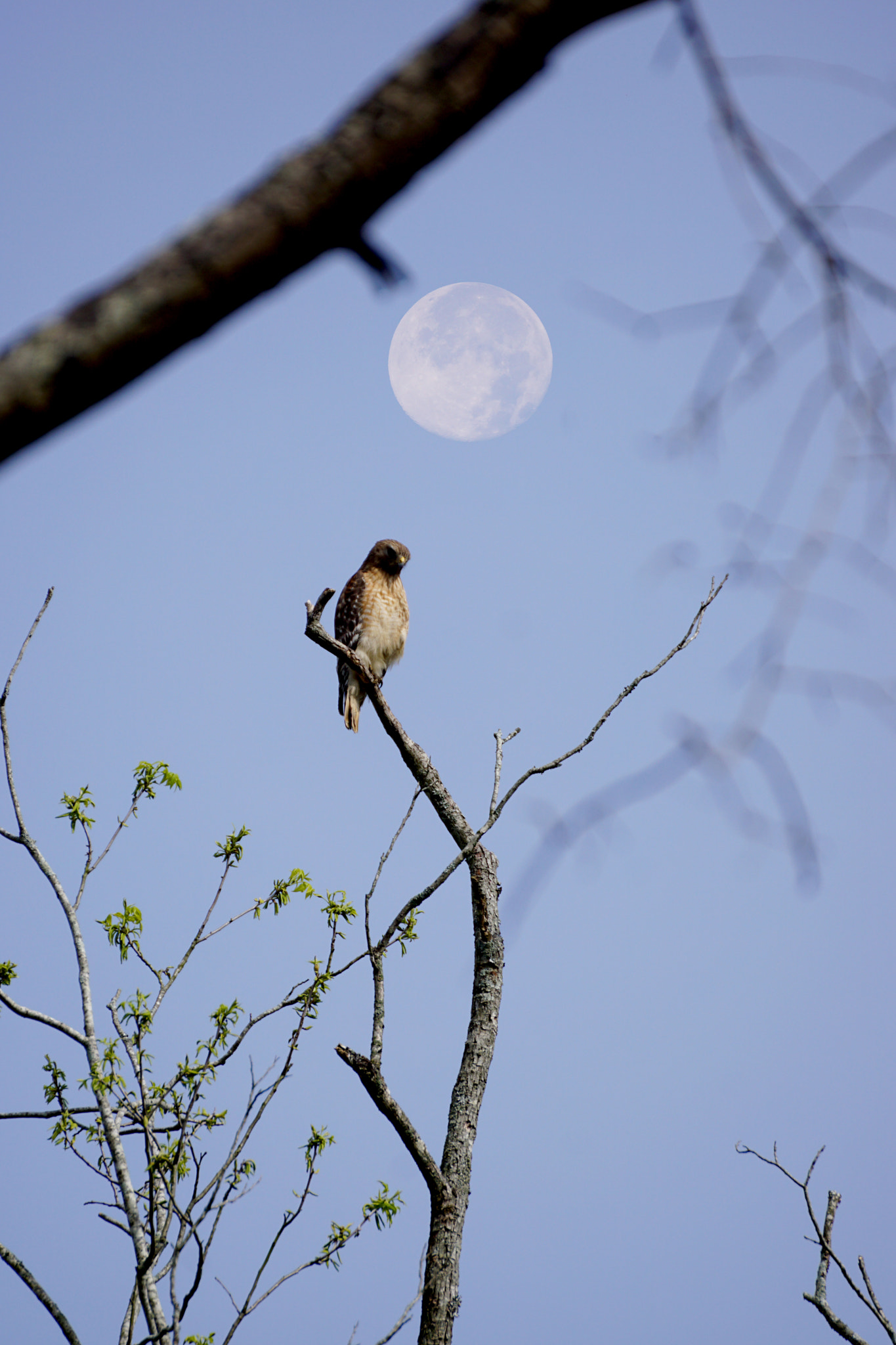 Tamron SP 70-300mm F4-5.6 Di USD sample photo. A hawk & the moon photography