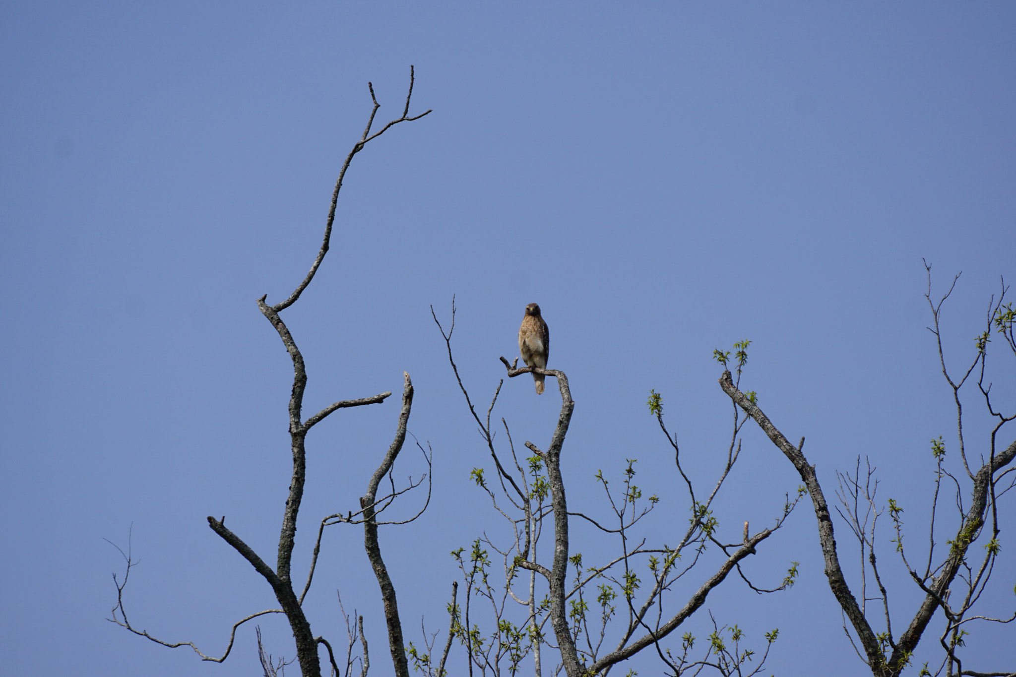 Tamron SP 70-300mm F4-5.6 Di USD sample photo. Eye see you shooting @ me photography