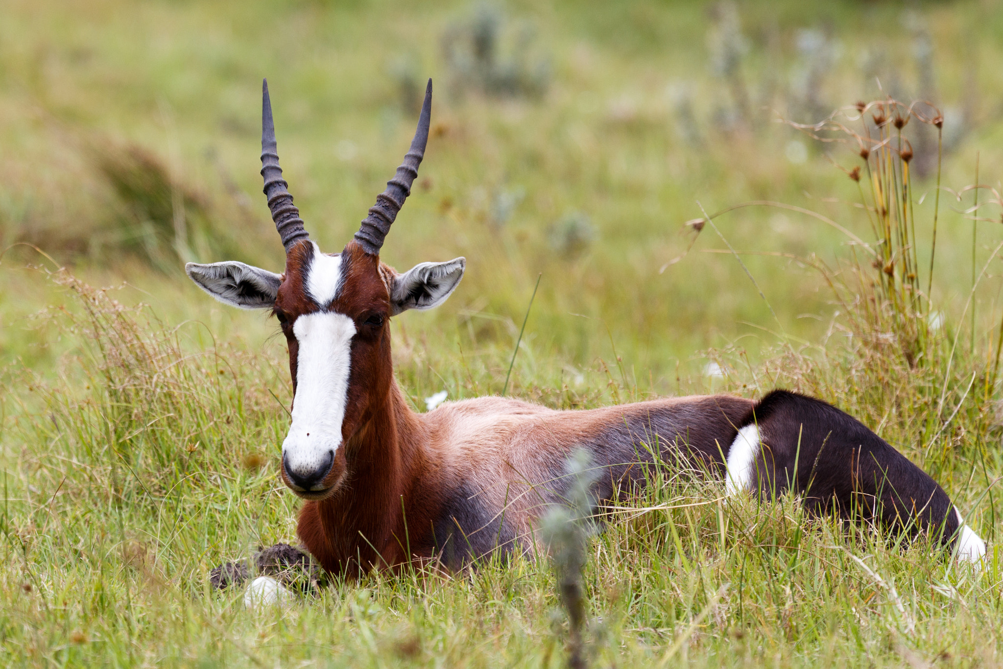 Bontebok Just Chilling