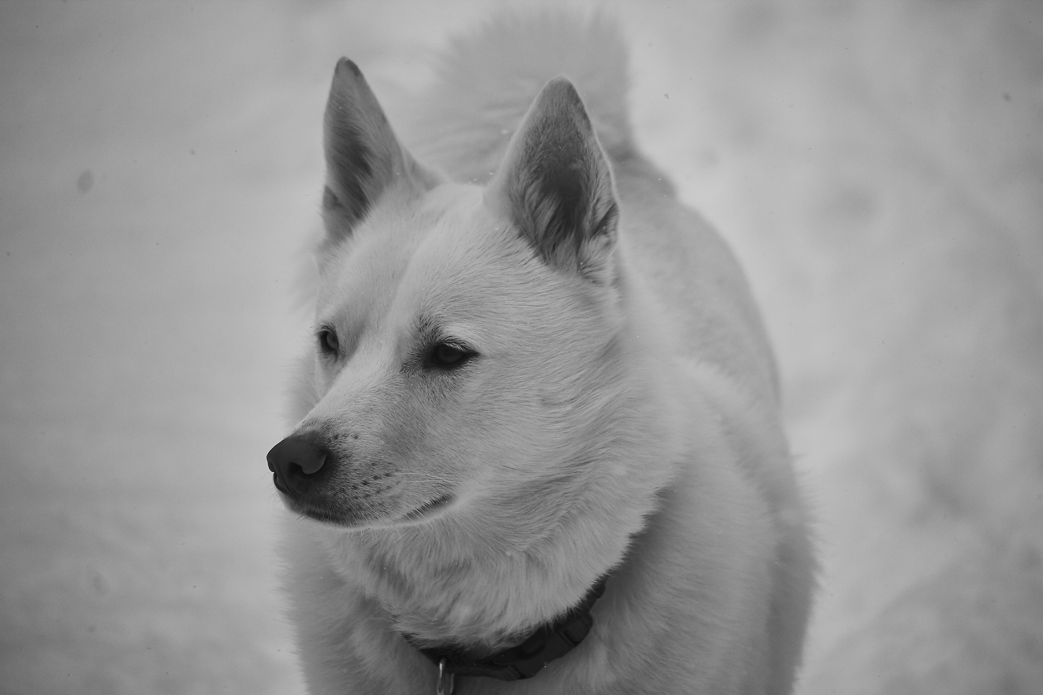 Canon EF-S 55-250mm F4-5.6 IS STM sample photo. Frozen in frame photography