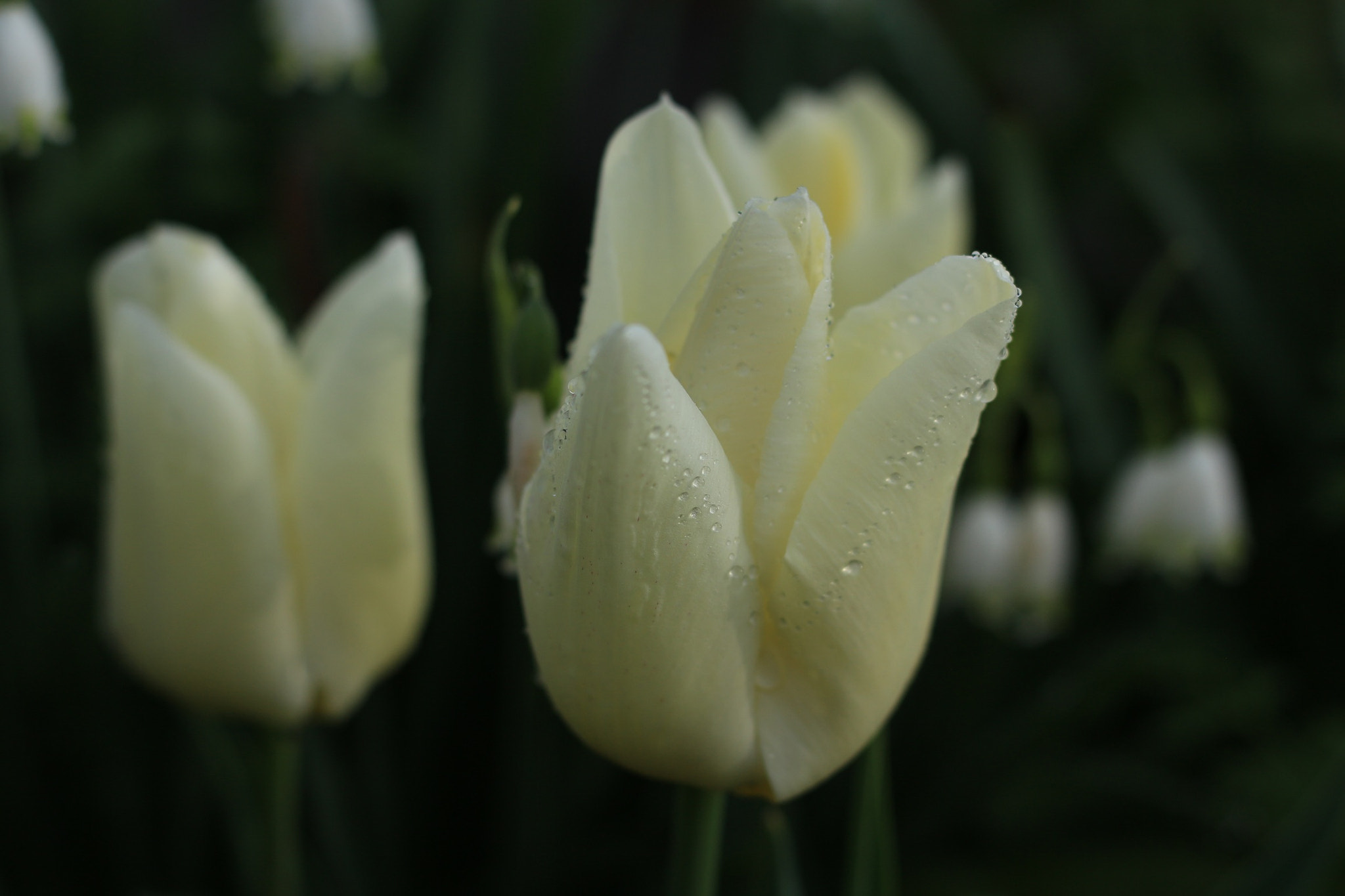 Canon EOS M + Canon EF 50mm F1.8 STM sample photo. Tulip photography