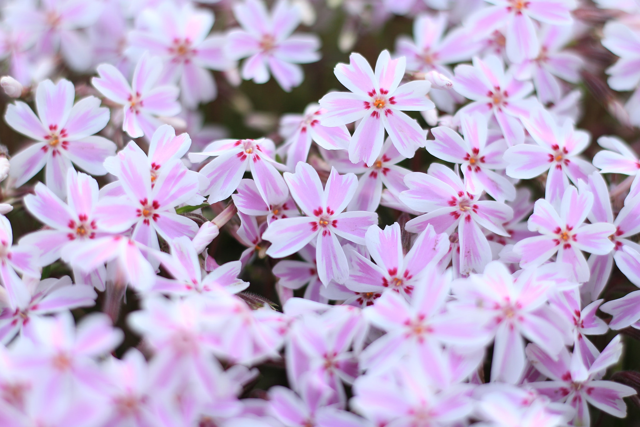 Canon EOS M + Canon EF 50mm F1.8 STM sample photo. Moss phlox photography