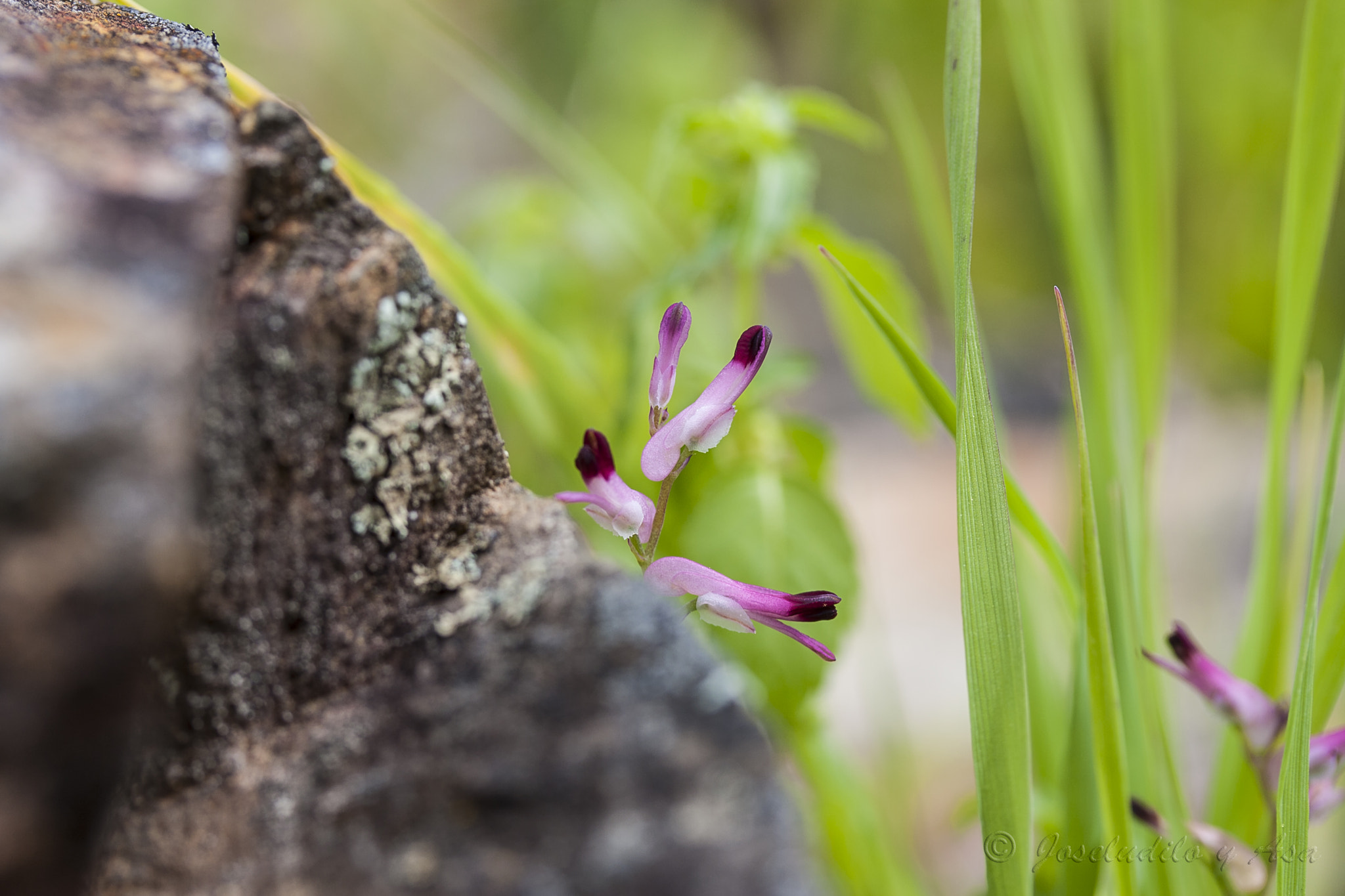 Canon EF-S 60mm F2.8 Macro USM sample photo. Conejitos photography