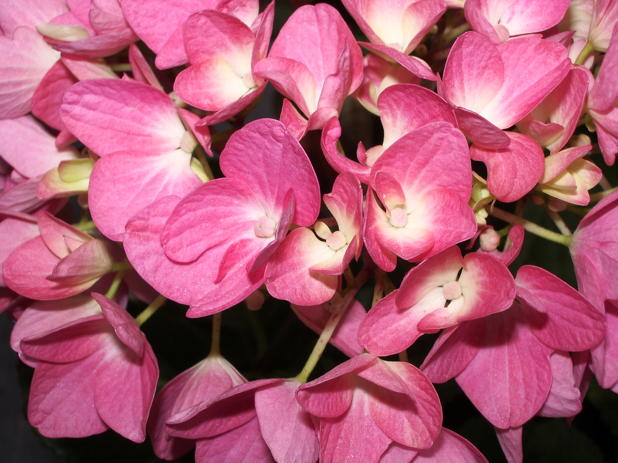 Pentax OPTIO S50 sample photo. Flores 2 photography