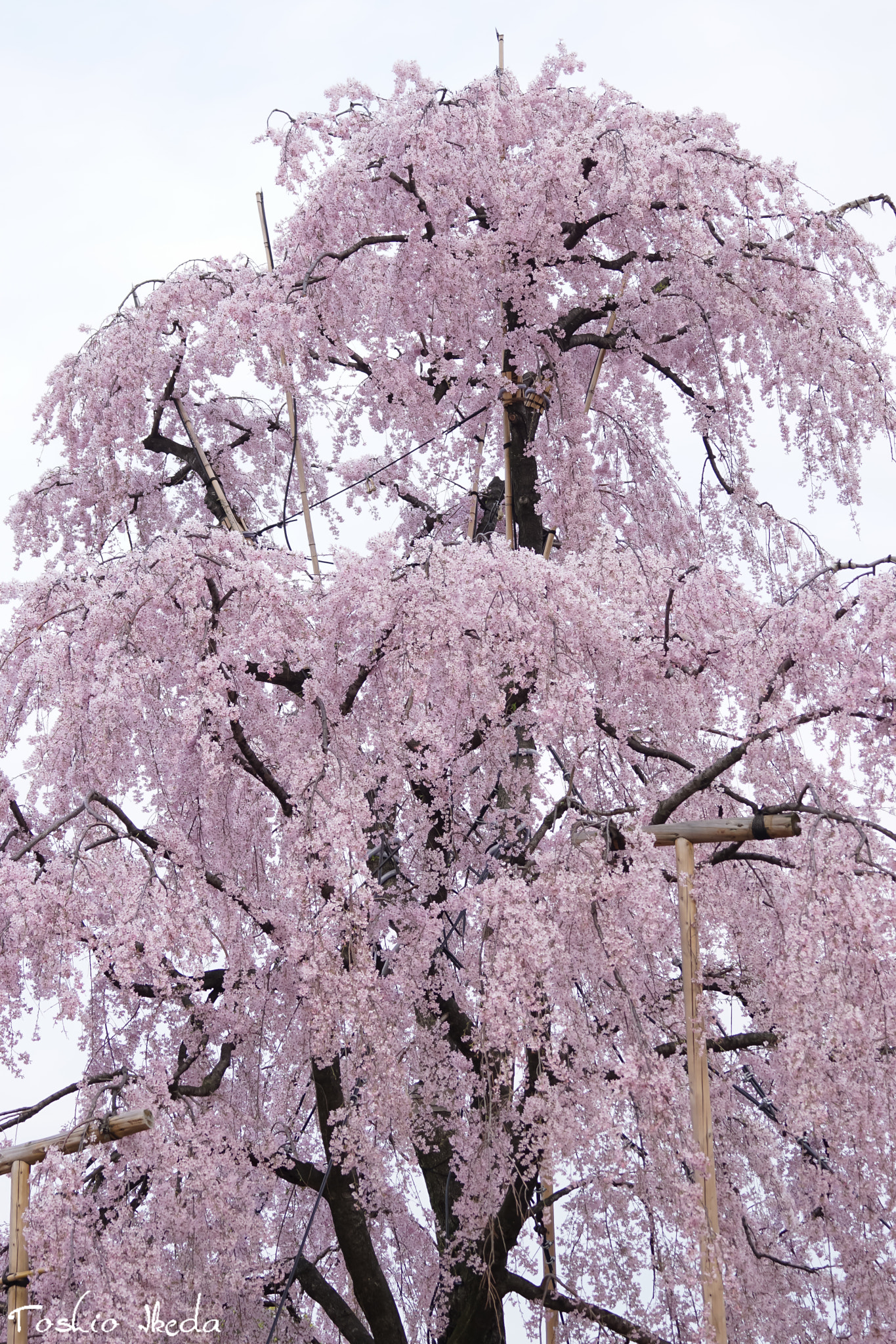 Sony 70-300mm F4.5-5.6 G SSM sample photo. Sakura 桜 photography