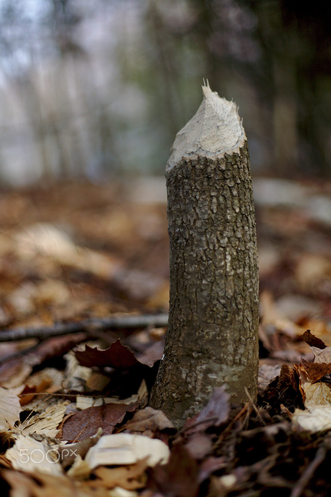 Canon EF50mm f/1.8 sample photo. Beaver stump photography