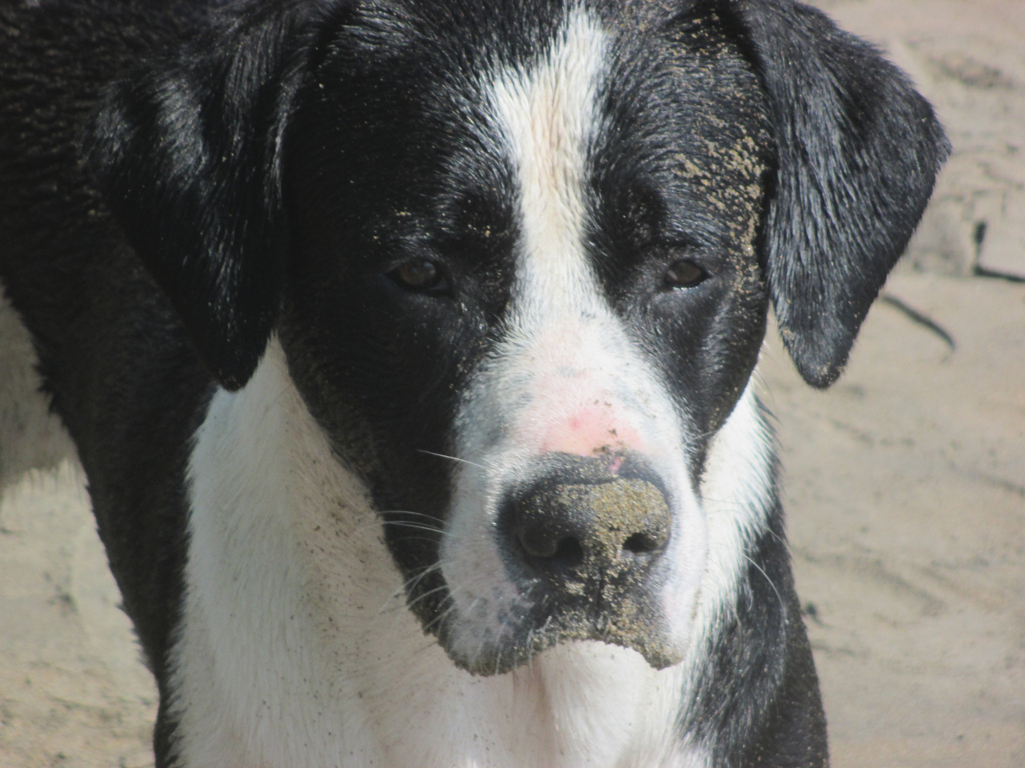 Canon PowerShot ELPH 130 IS (IXUS 140 / IXY 110F) sample photo. Dog player photography