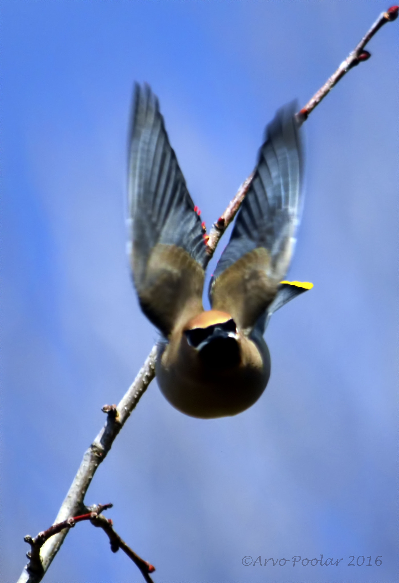 AF Zoom-Nikkor 24-120mm f/3.5-5.6D IF sample photo. Cedar waxwing photography