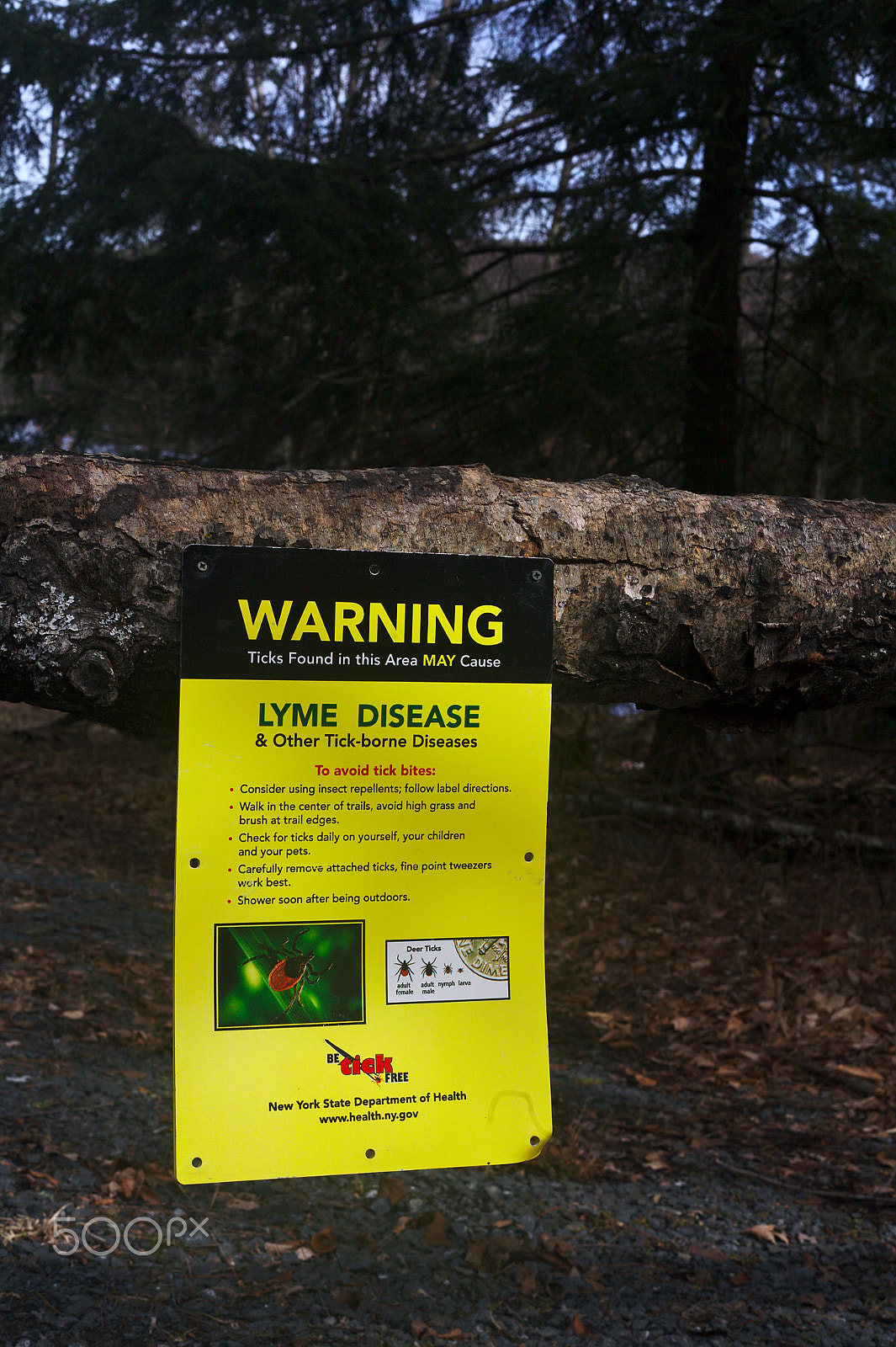 Canon EOS 5D + Canon EF50mm f/1.8 sample photo. Warning: lyme disease photography