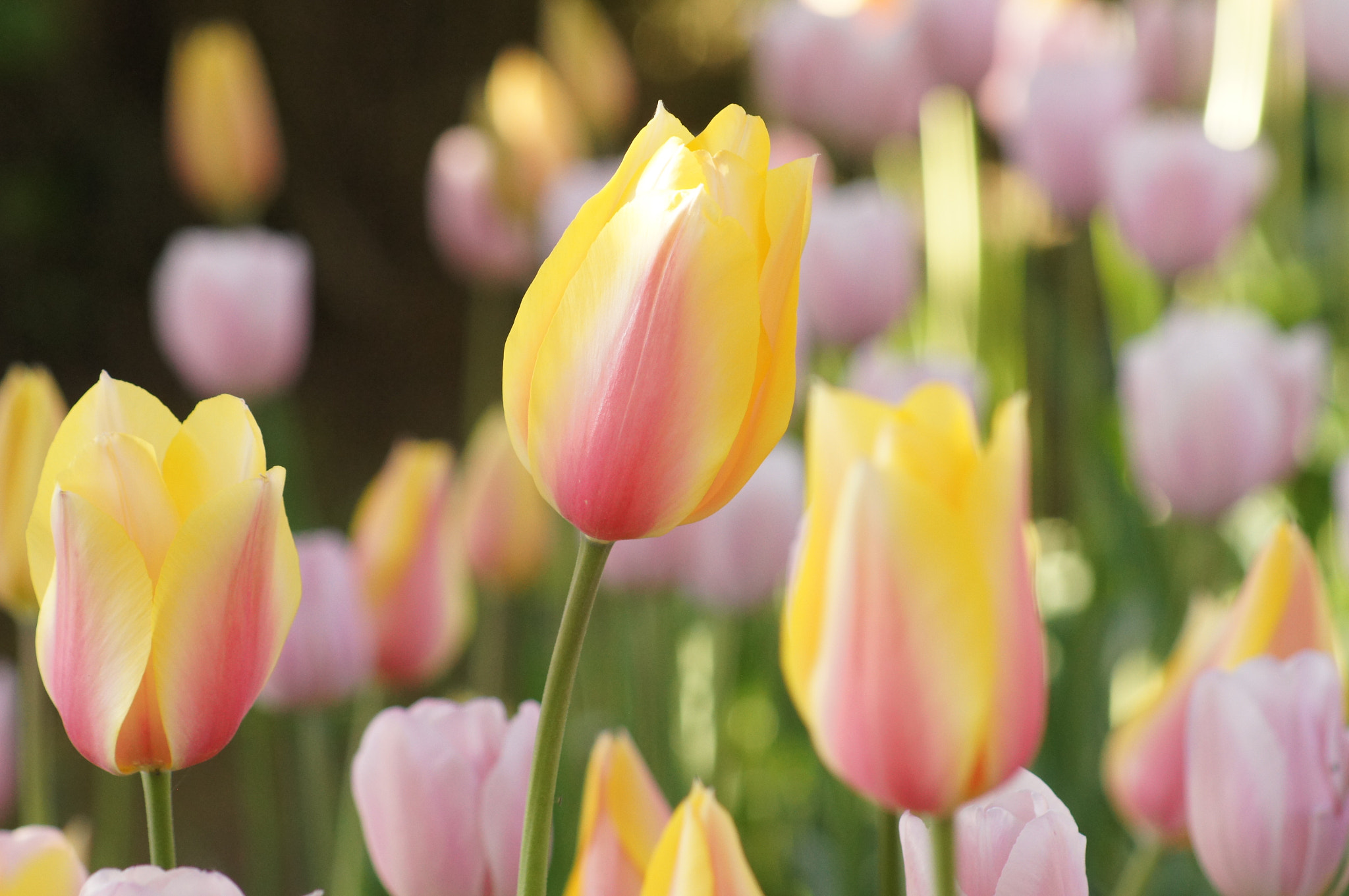 Sony 75-300mm F4.5-5.6 sample photo. Spring photography