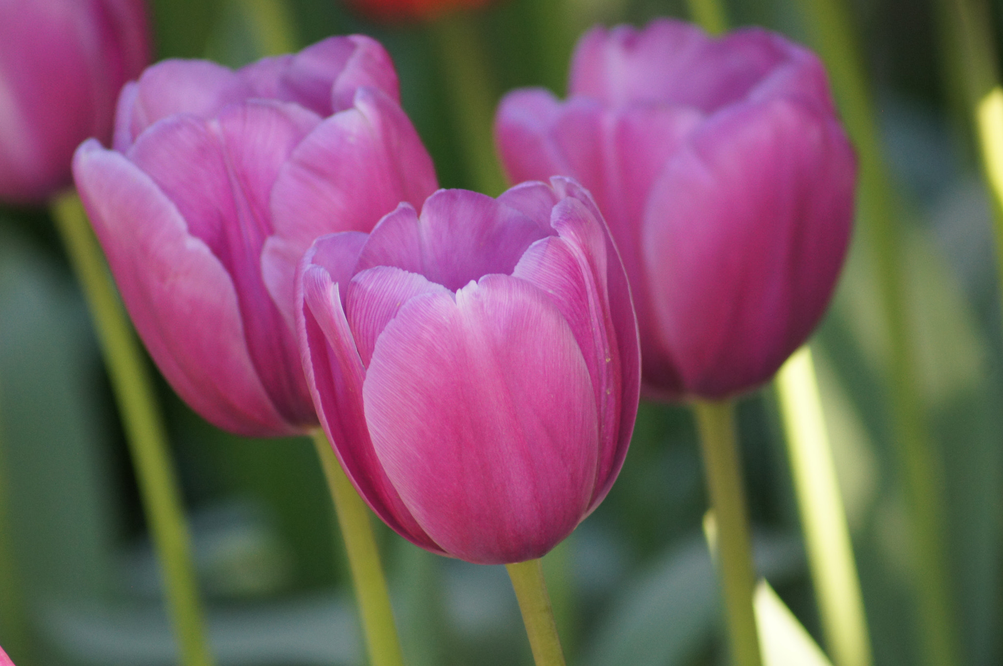 Sony 75-300mm F4.5-5.6 sample photo. Spring photography