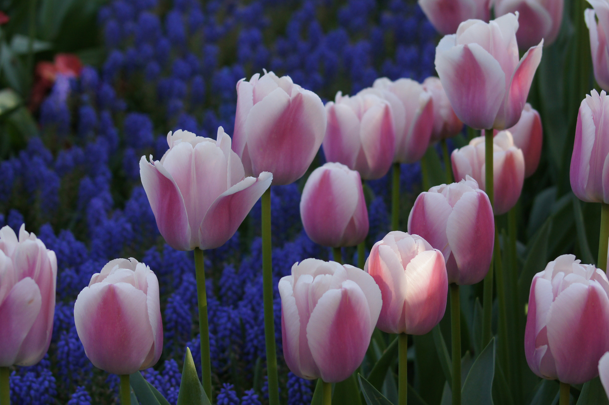 Sony 75-300mm F4.5-5.6 sample photo. Spring photography
