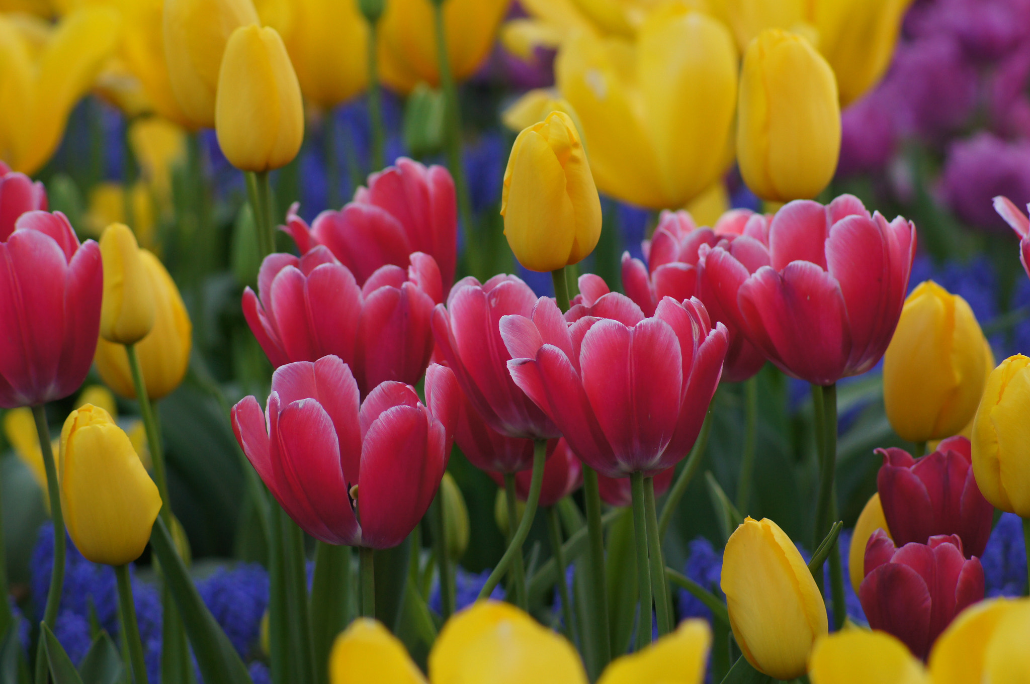 Sony 75-300mm F4.5-5.6 sample photo. Spring photography