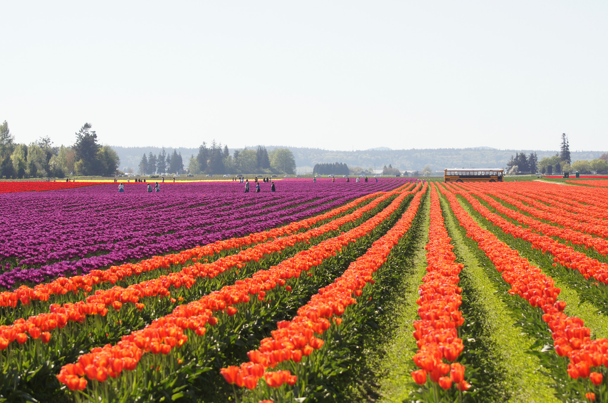 Sony 75-300mm F4.5-5.6 sample photo. Spring photography