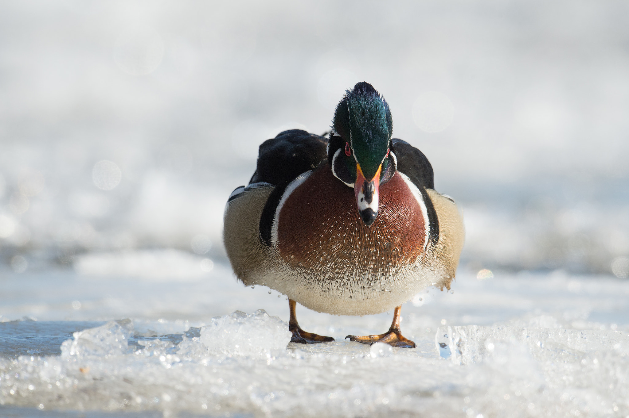 Sigma 24-60mm F2.8 EX DG sample photo. Canard branchu - aix sponsa - wood duck photography