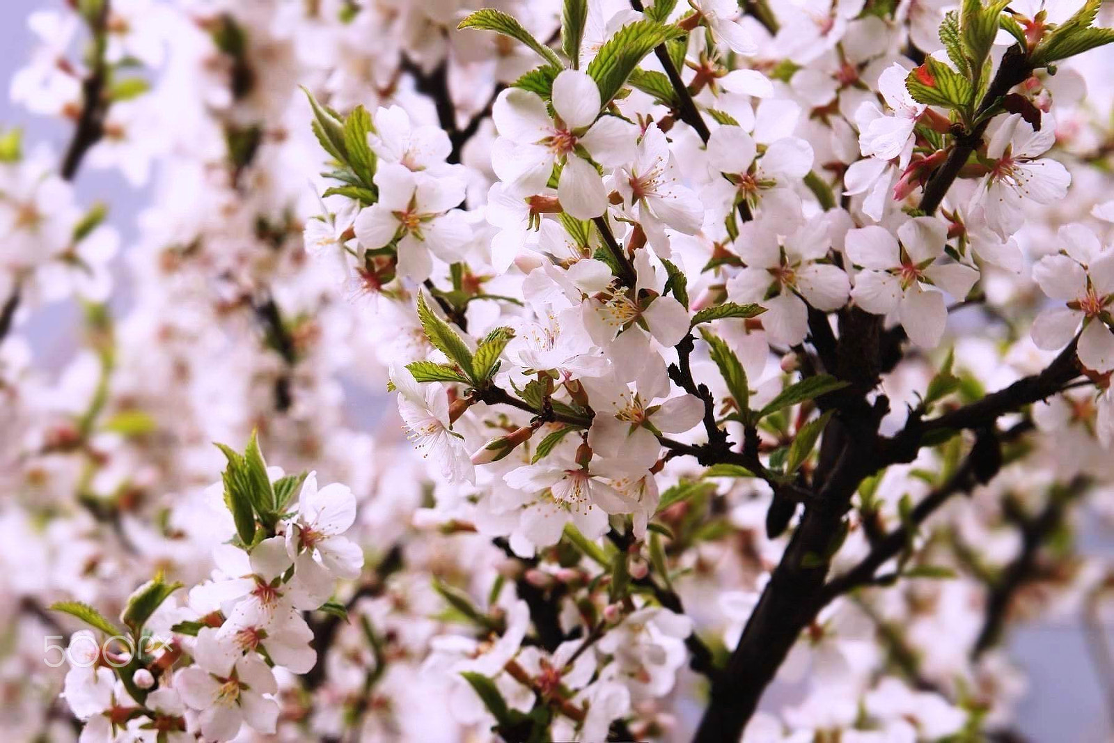 Sony NEX-5C sample photo. 花海 photography