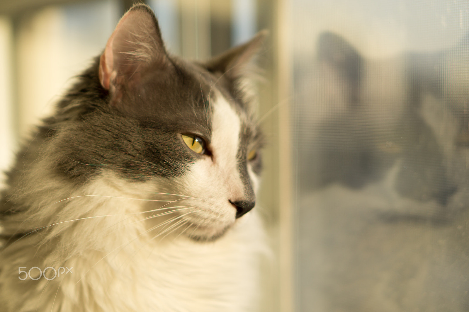 Sony a5100 + E 50mm F1.8 OSS sample photo. Gerrit photography