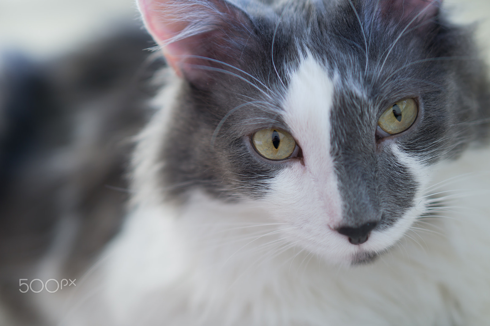 Sony a5100 + E 50mm F1.8 OSS sample photo. Gerrit photography