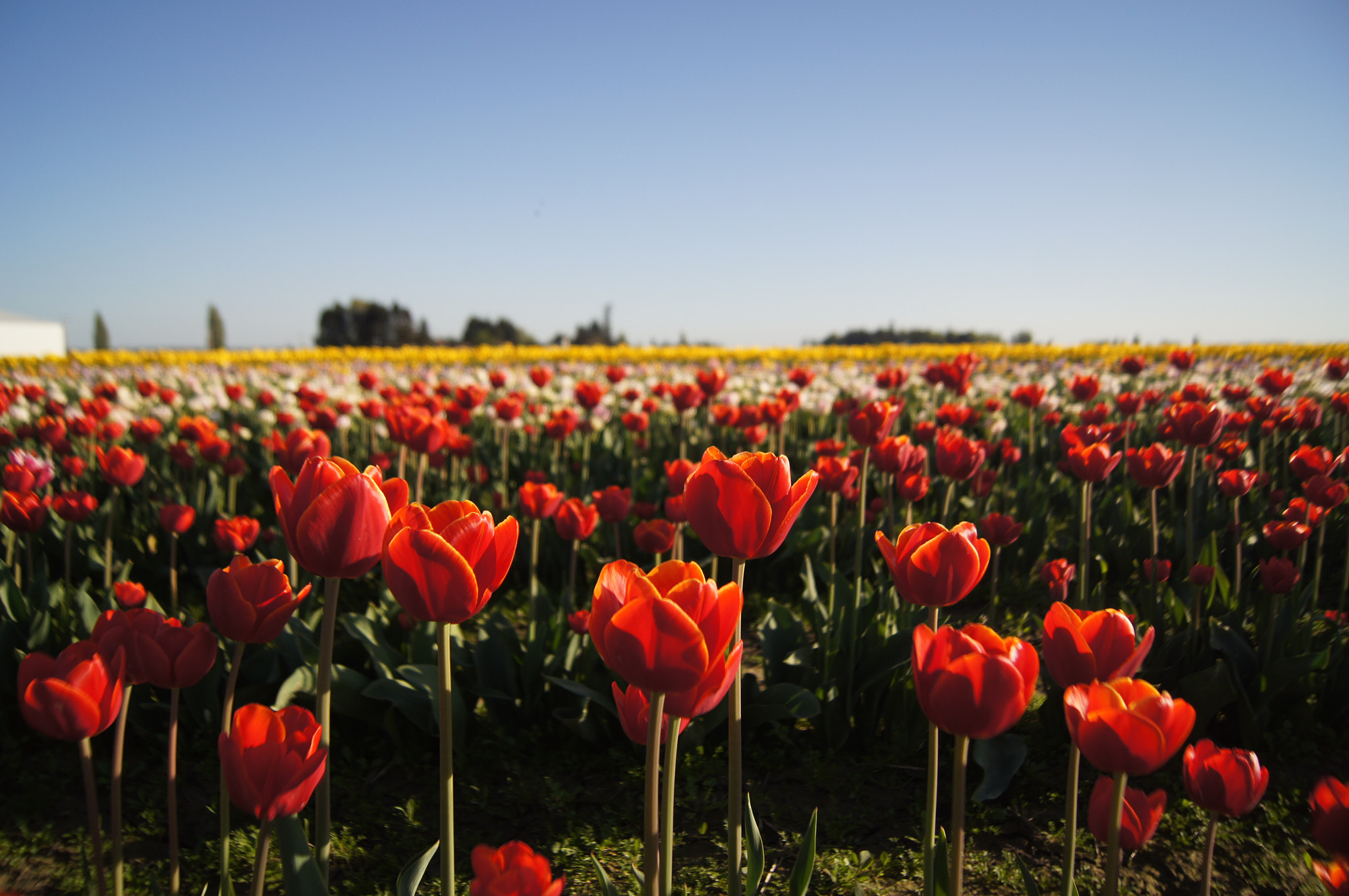 Sony DT 18-55mm F3.5-5.6 SAM II sample photo. Tulips photography