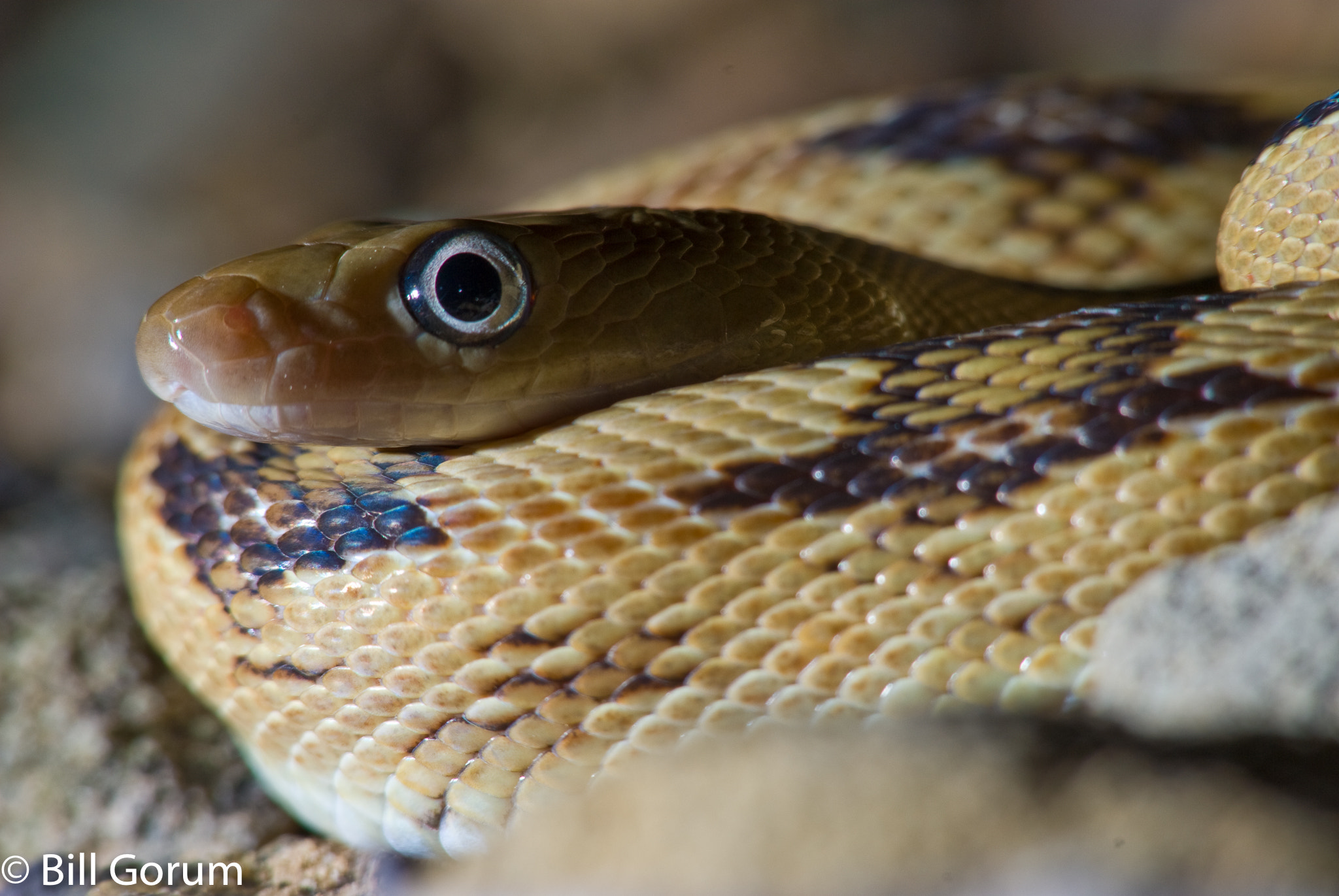 Nikon AF-Nikkor 80-200mm F2.8D ED sample photo. Northern trans-pecos ratsnake, new mexico. photography