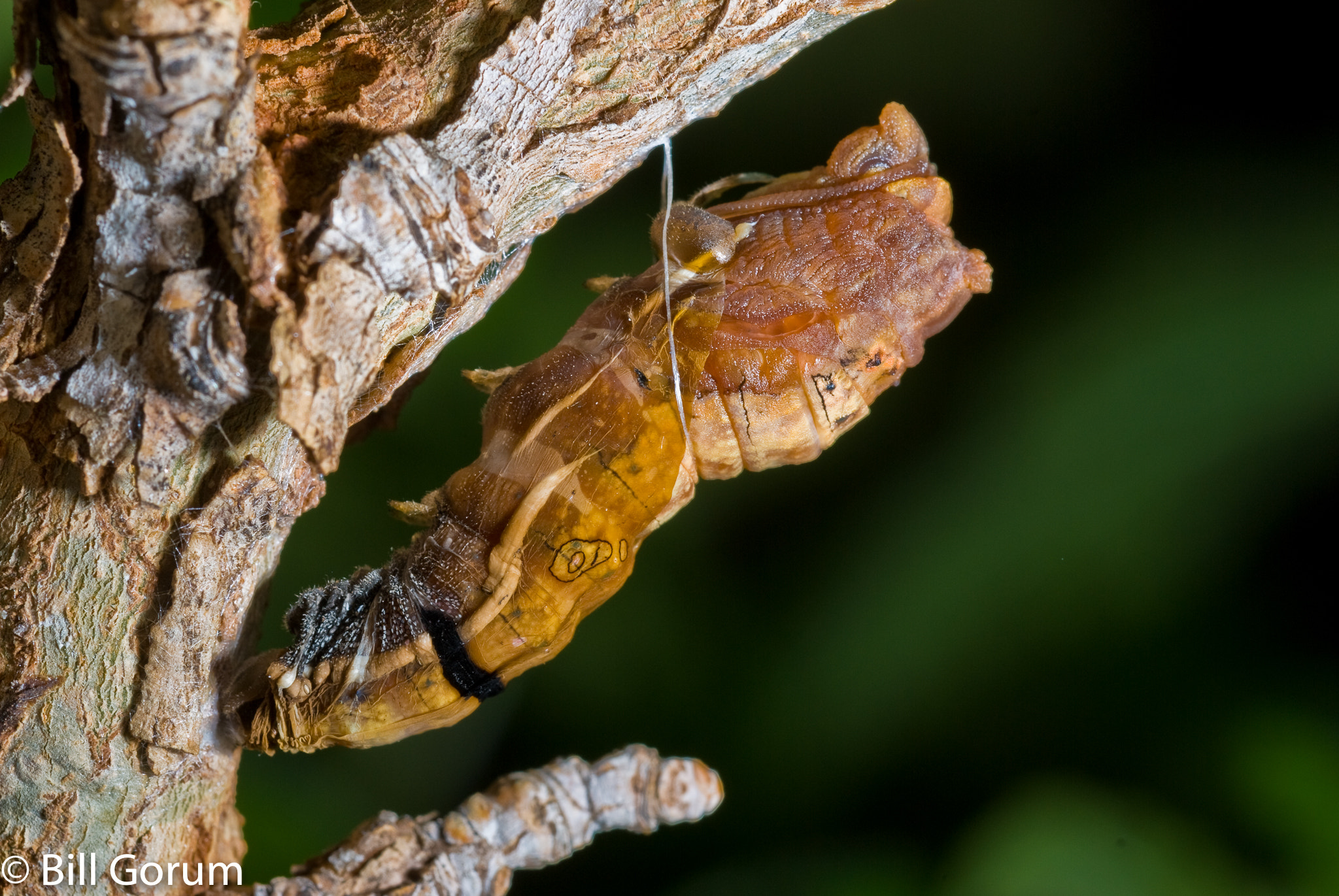 Nikon AF-Nikkor 80-200mm F2.8D ED sample photo. Western tiger swallowtail pupating. photography