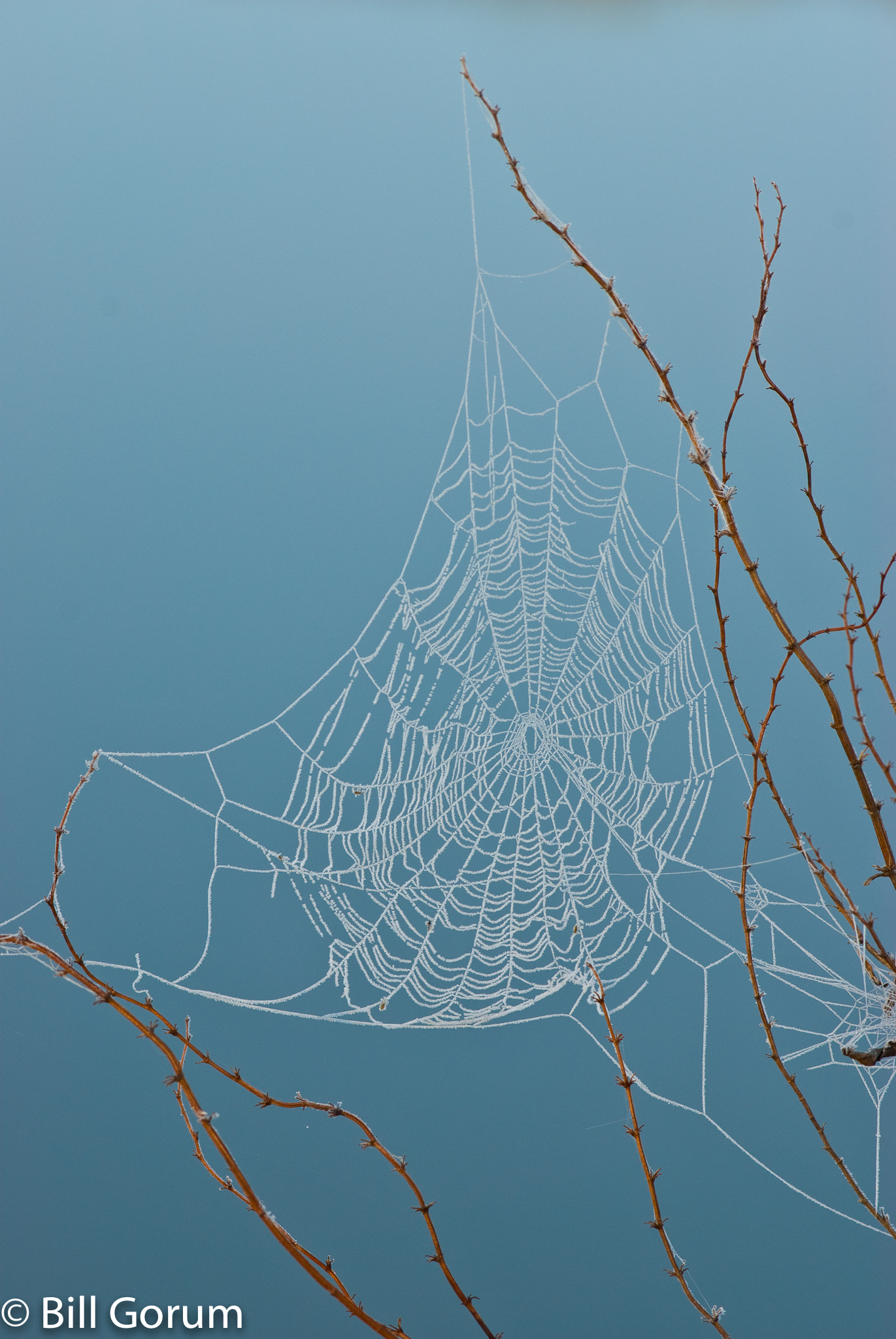 Nikon AF-Nikkor 80-200mm F2.8D ED sample photo. Frost covered garden spider, (argiope sp.), web. photography