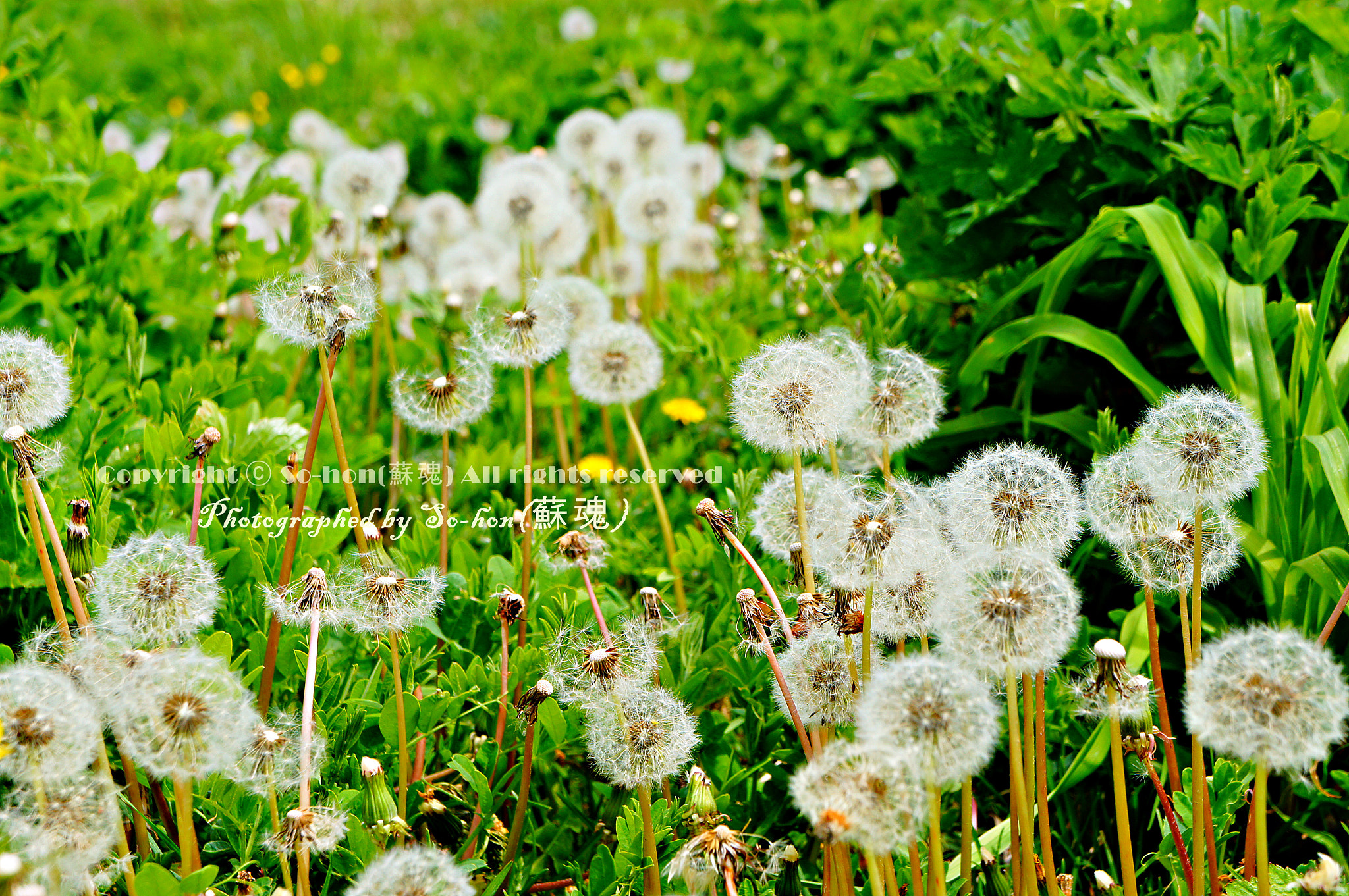 Sony Alpha NEX-C3 sample photo. Dandelion photography