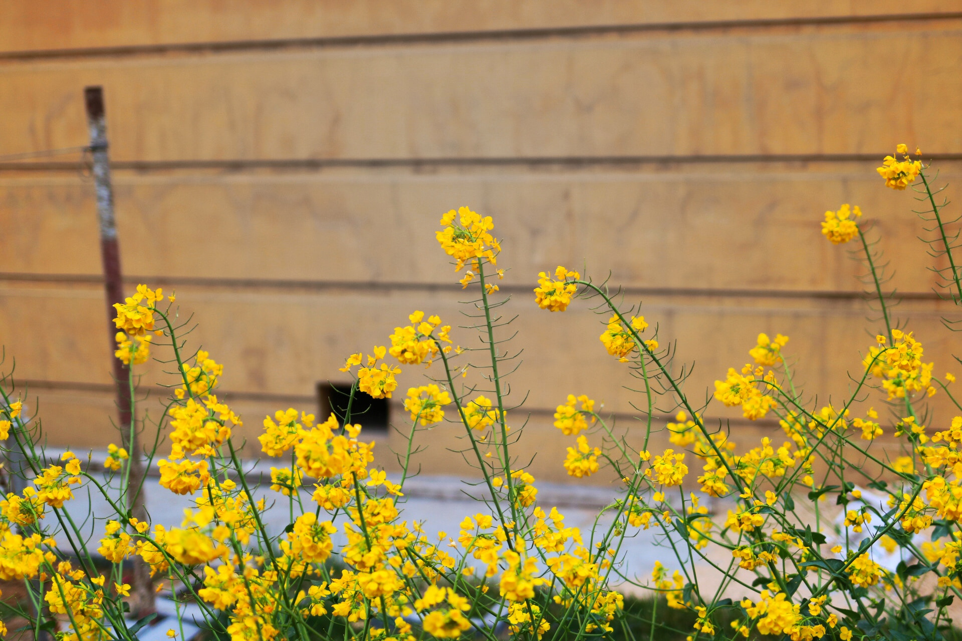 Canon EF 35mm F2 IS USM sample photo. Spring photography