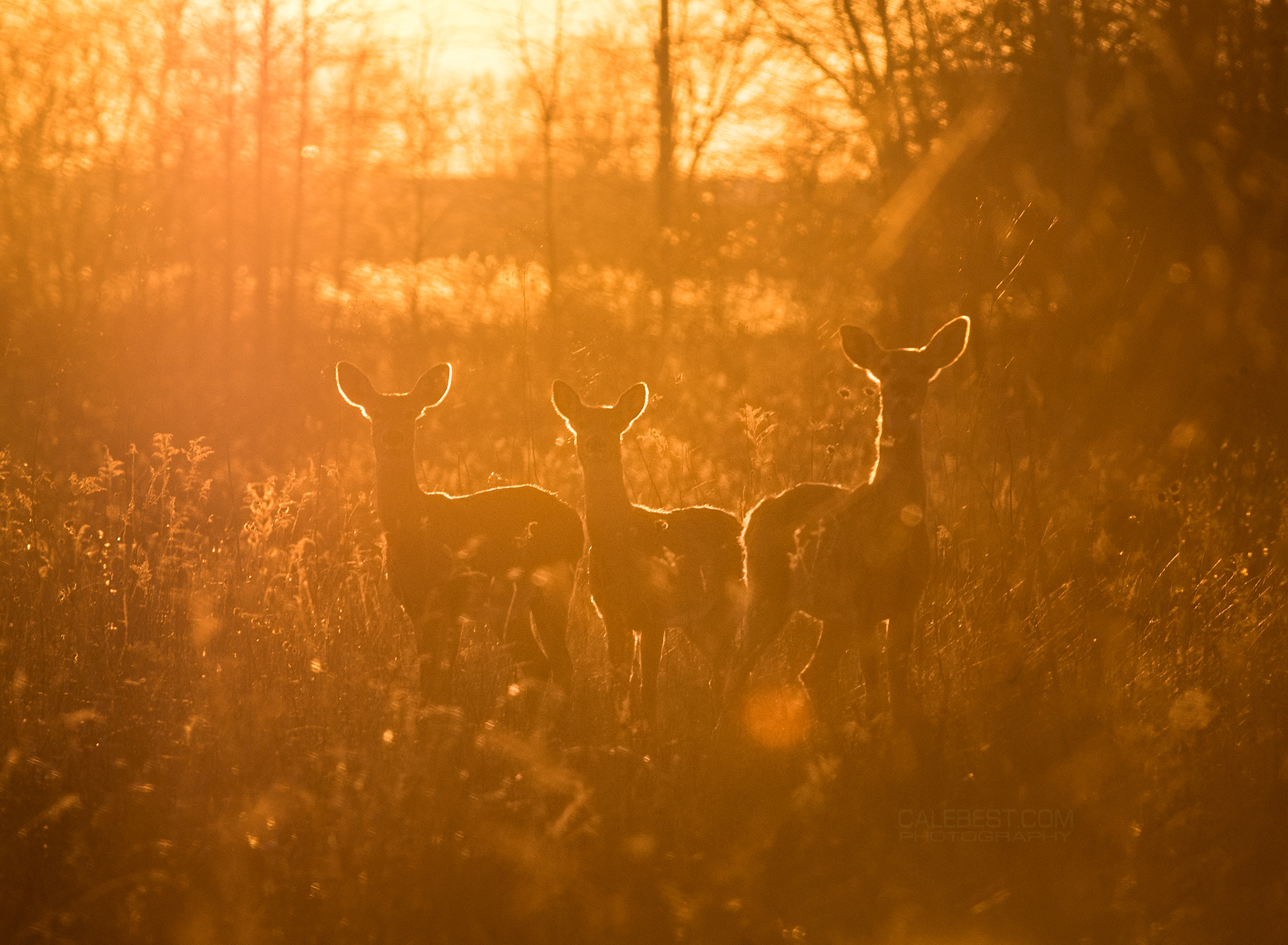 Sony Alpha DSLR-A580 sample photo. Deer at sunset photography