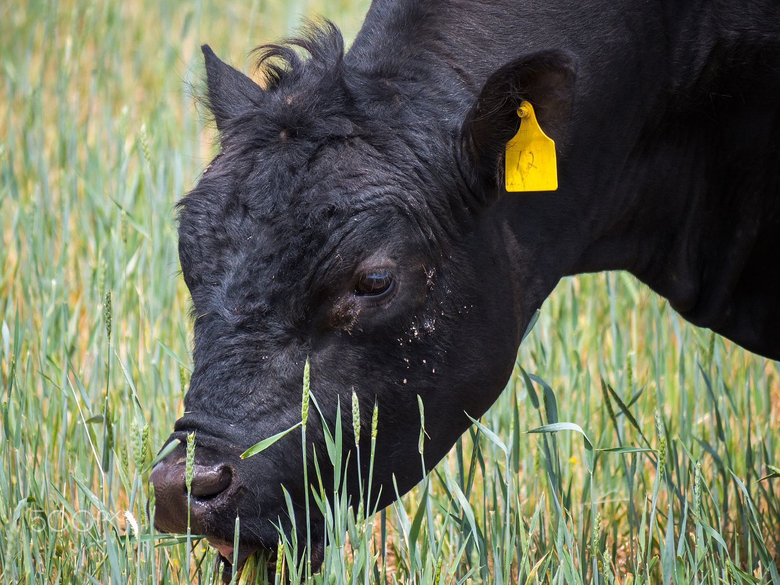 Panasonic Lumix DMC-GH4 sample photo. Grazing cow photography