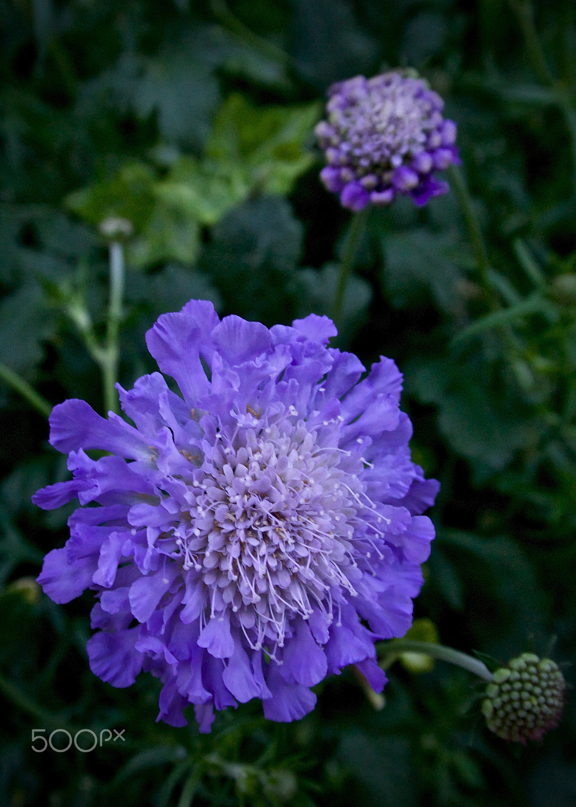 Nikon 1 J2 sample photo. Gardens by the bay, singapore photography