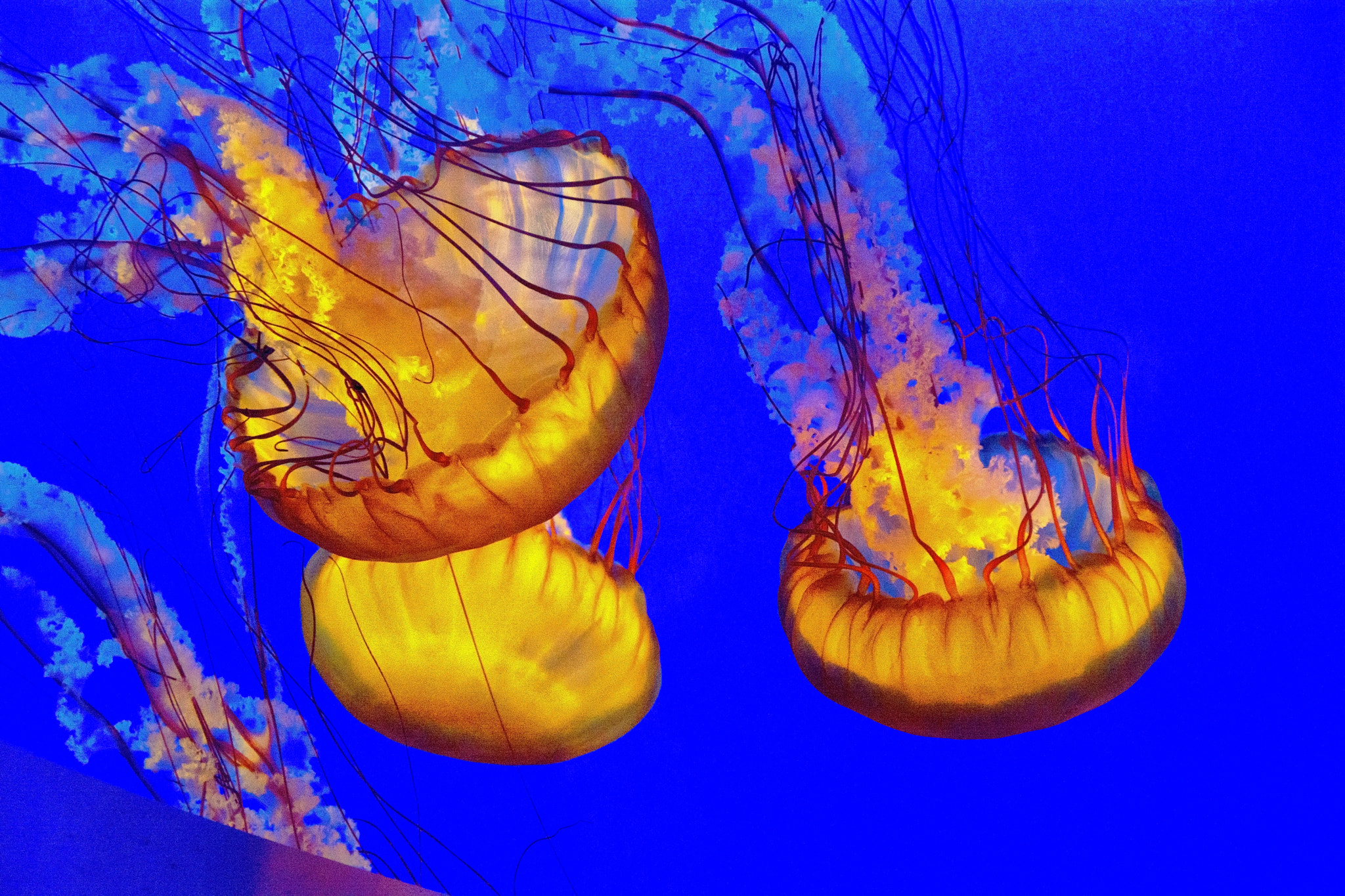 Nikon D7100 + Sigma 18-125mm F3.8-5.6 DC HSM sample photo. Jelly fish photography