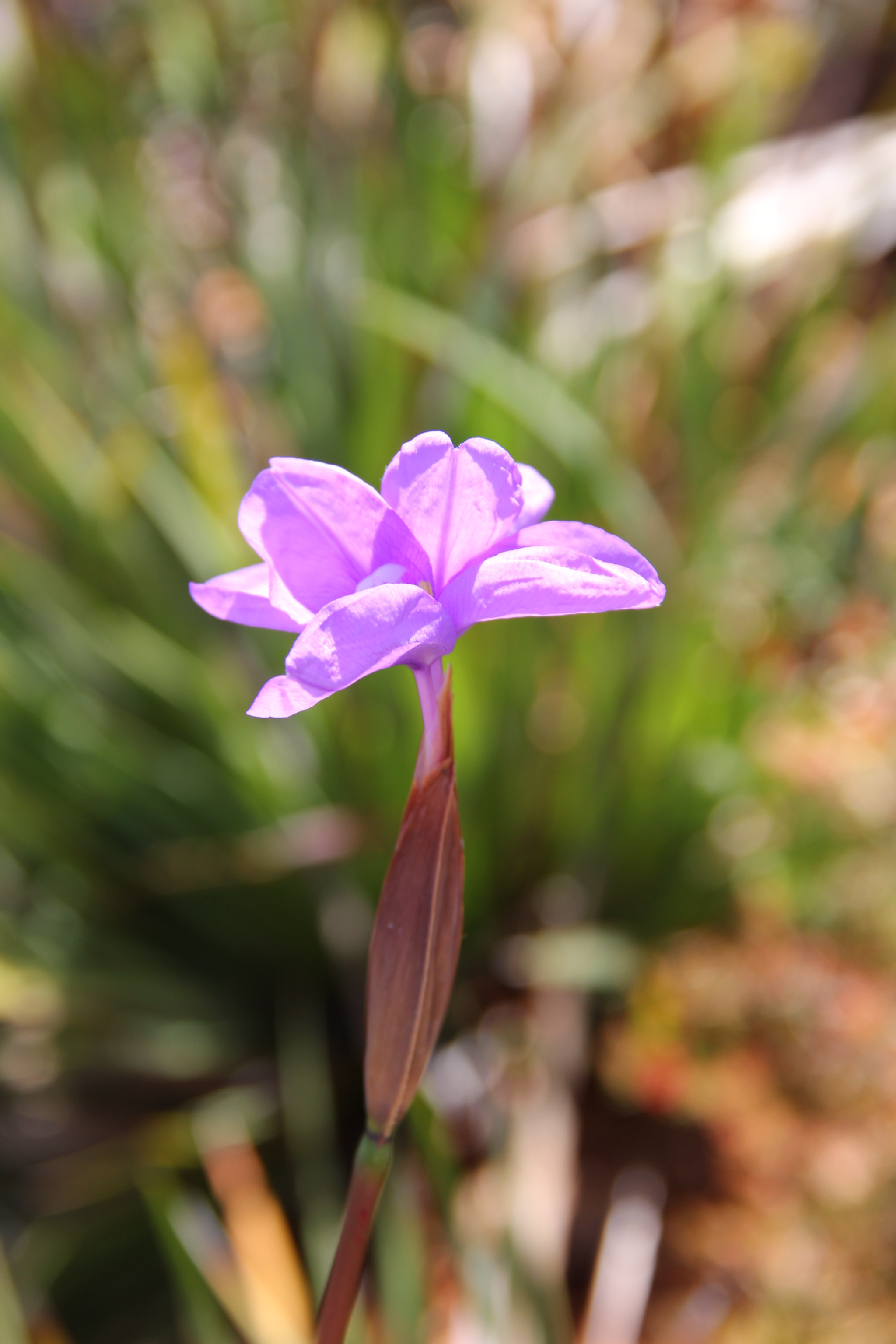 Canon EOS 650D (EOS Rebel T4i / EOS Kiss X6i) sample photo. Western australian wild orchid photography
