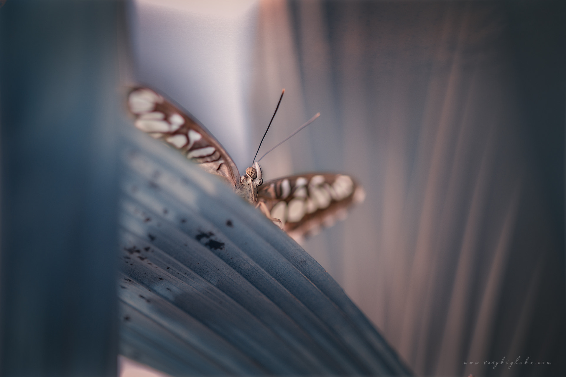 0mm F0 SAM sample photo. Fatamorgana edit edit edit photography