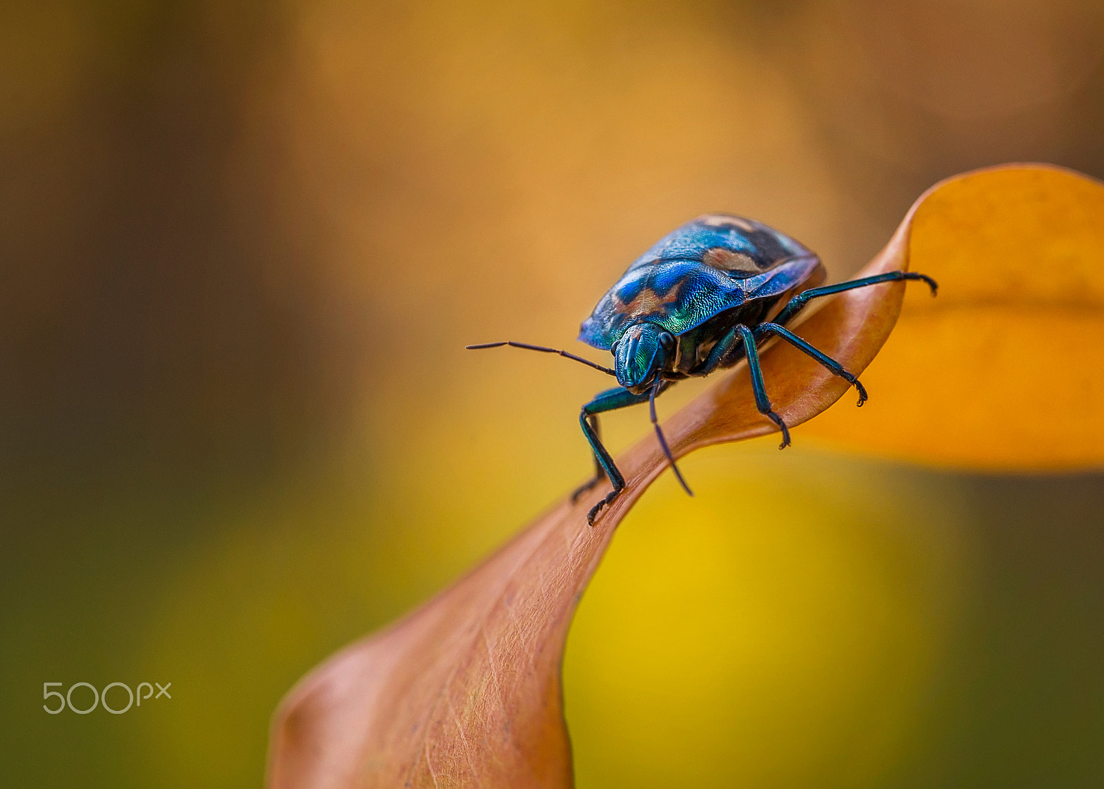 Sony a7 II + Canon EF 100mm F2.8L Macro IS USM sample photo. _dsc0742.jpg photography