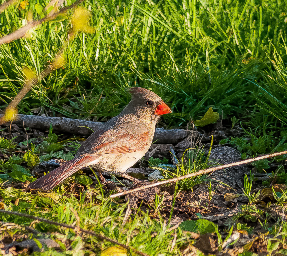 Nikon D300S + Nikon AF-S Nikkor 300mm F4D ED-IF sample photo. She cardinal photography