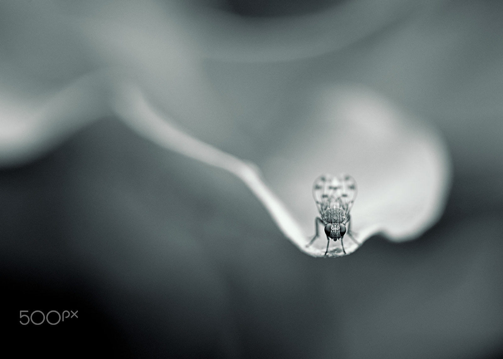 Sony a7 II + Canon EF 100mm F2.8L Macro IS USM sample photo. Dsc02839.jpg photography