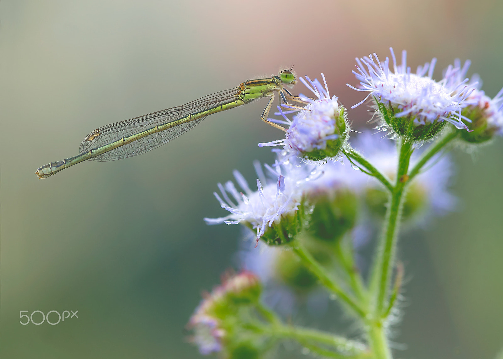 Sony a7 II + Canon EF 100mm F2.8L Macro IS USM sample photo. Dsc08220 2.jpg photography