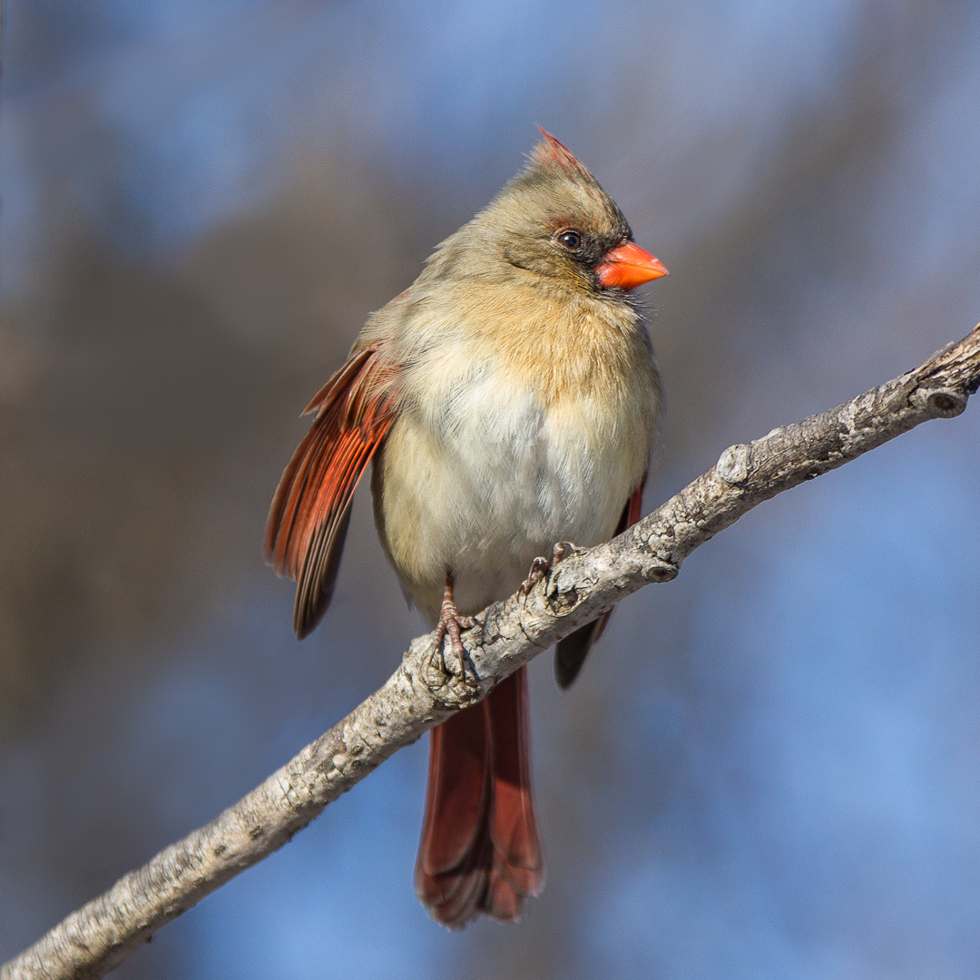 Canon EF 300mm F2.8L IS USM sample photo. Cardinal photography