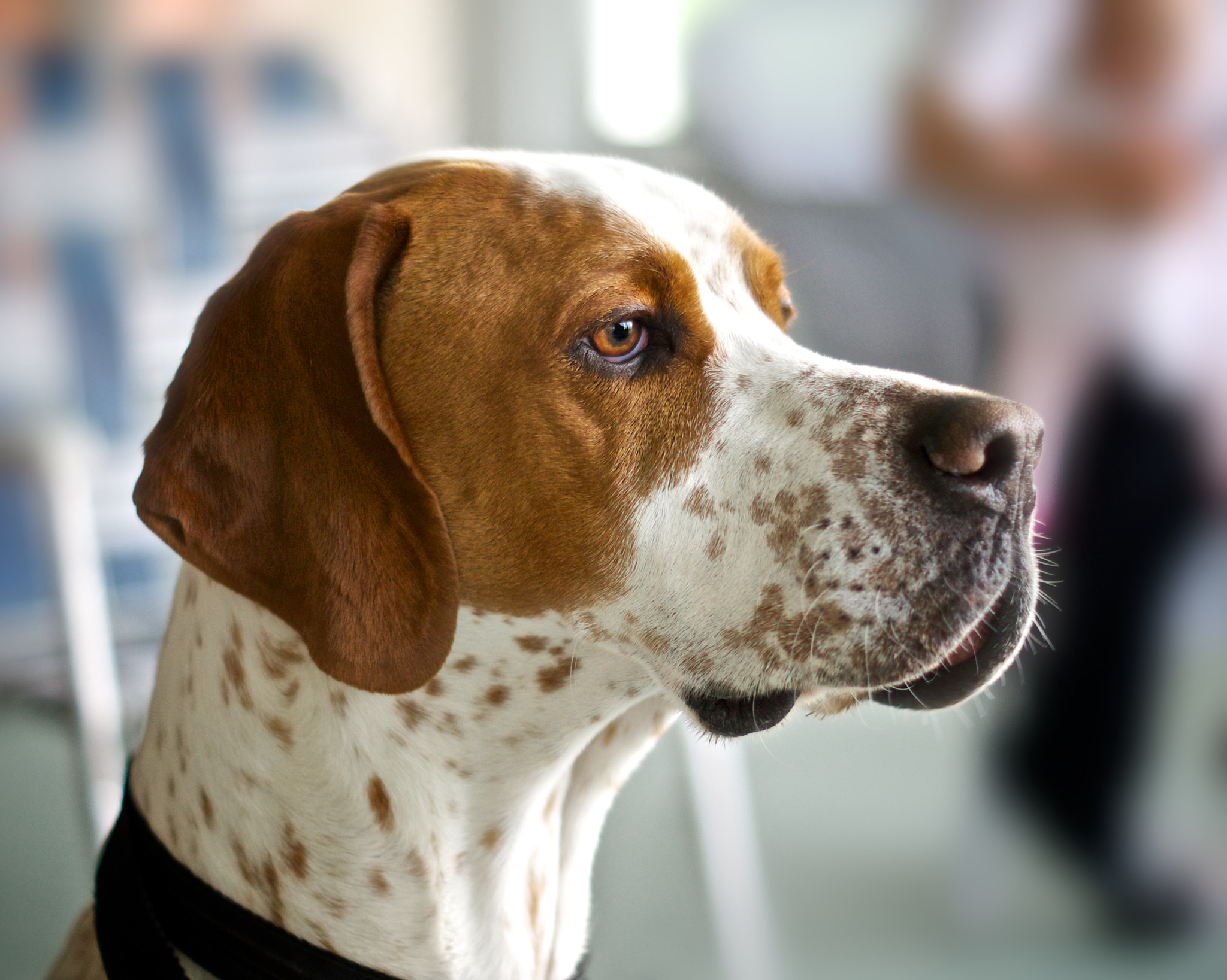 Sony Alpha DSLR-A580 + Sony DT 50mm F1.8 SAM sample photo. Roger the pointer photography