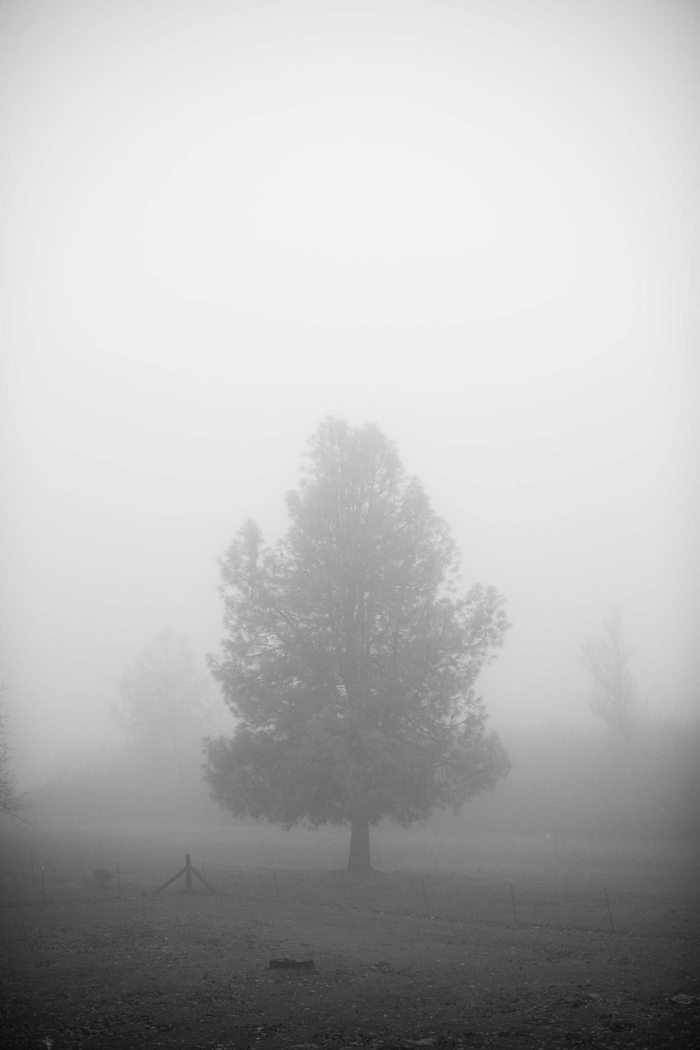 ZEISS Otus 55mm F1.4 sample photo. Tree in the fog photography